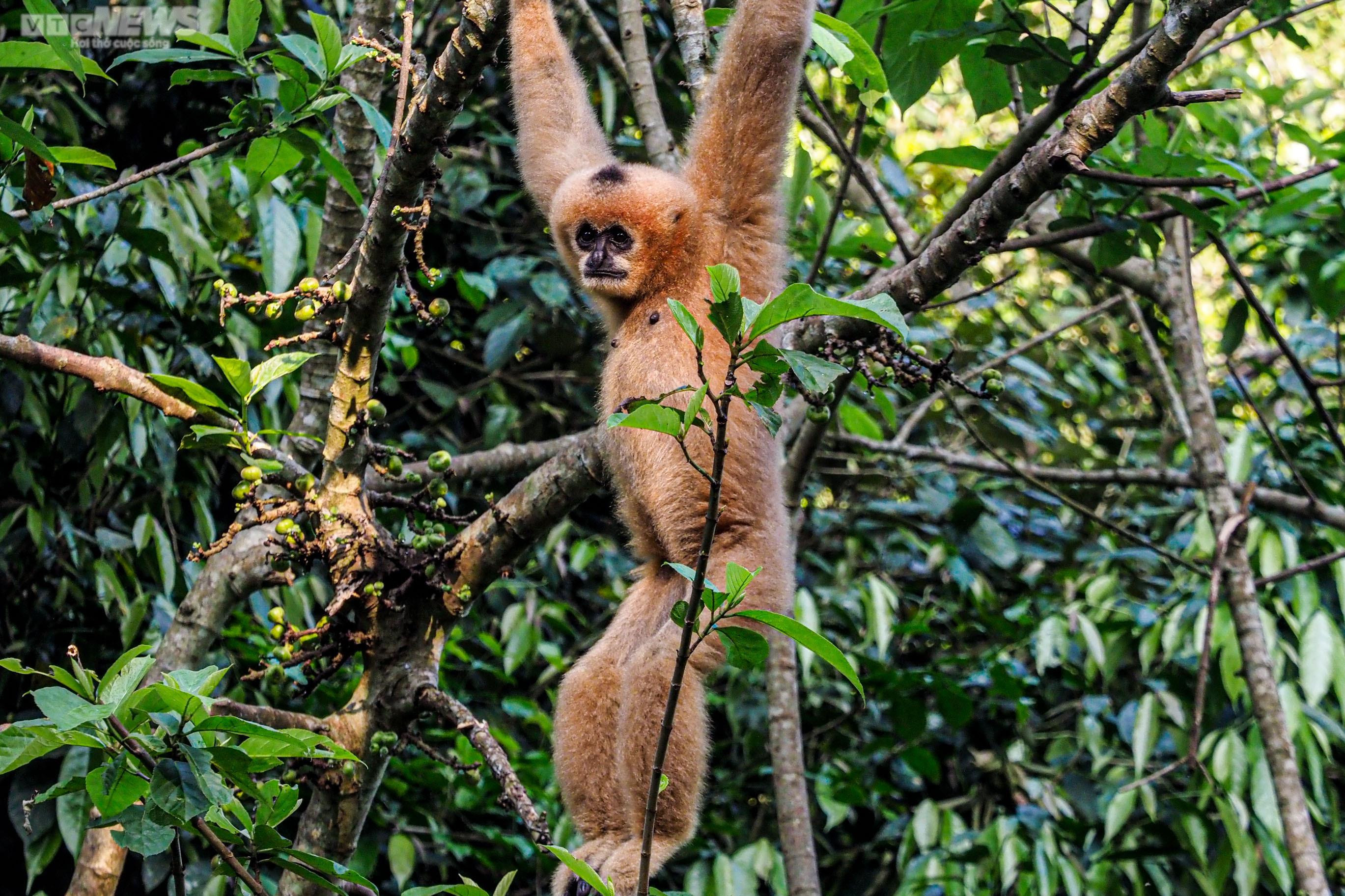 Cận cảnh vượn đen má hung quý hiếm giữa rừng Cúc Phương - 11