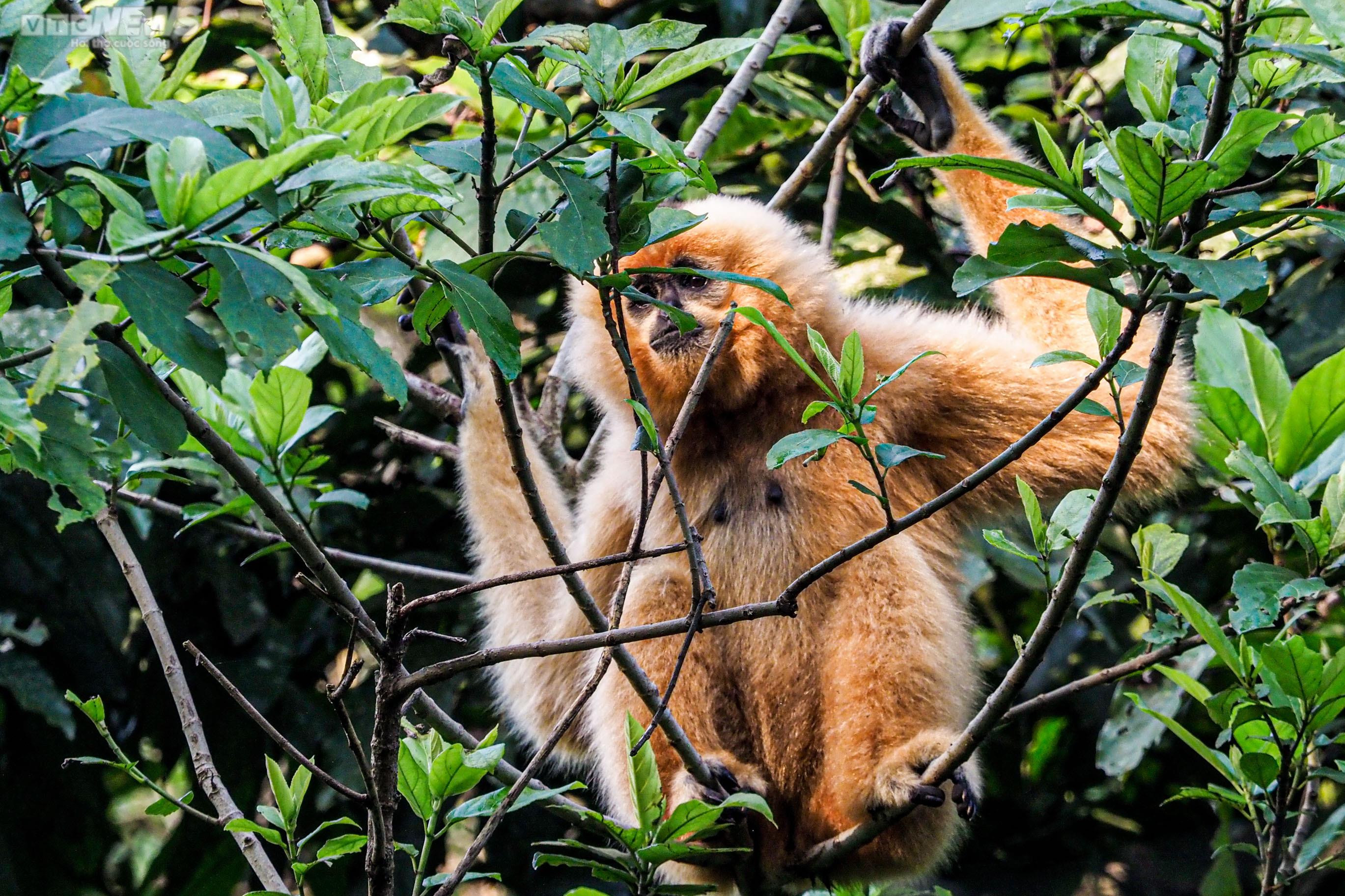 Cận cảnh vượn đen má hung quý hiếm giữa rừng Cúc Phương - 12