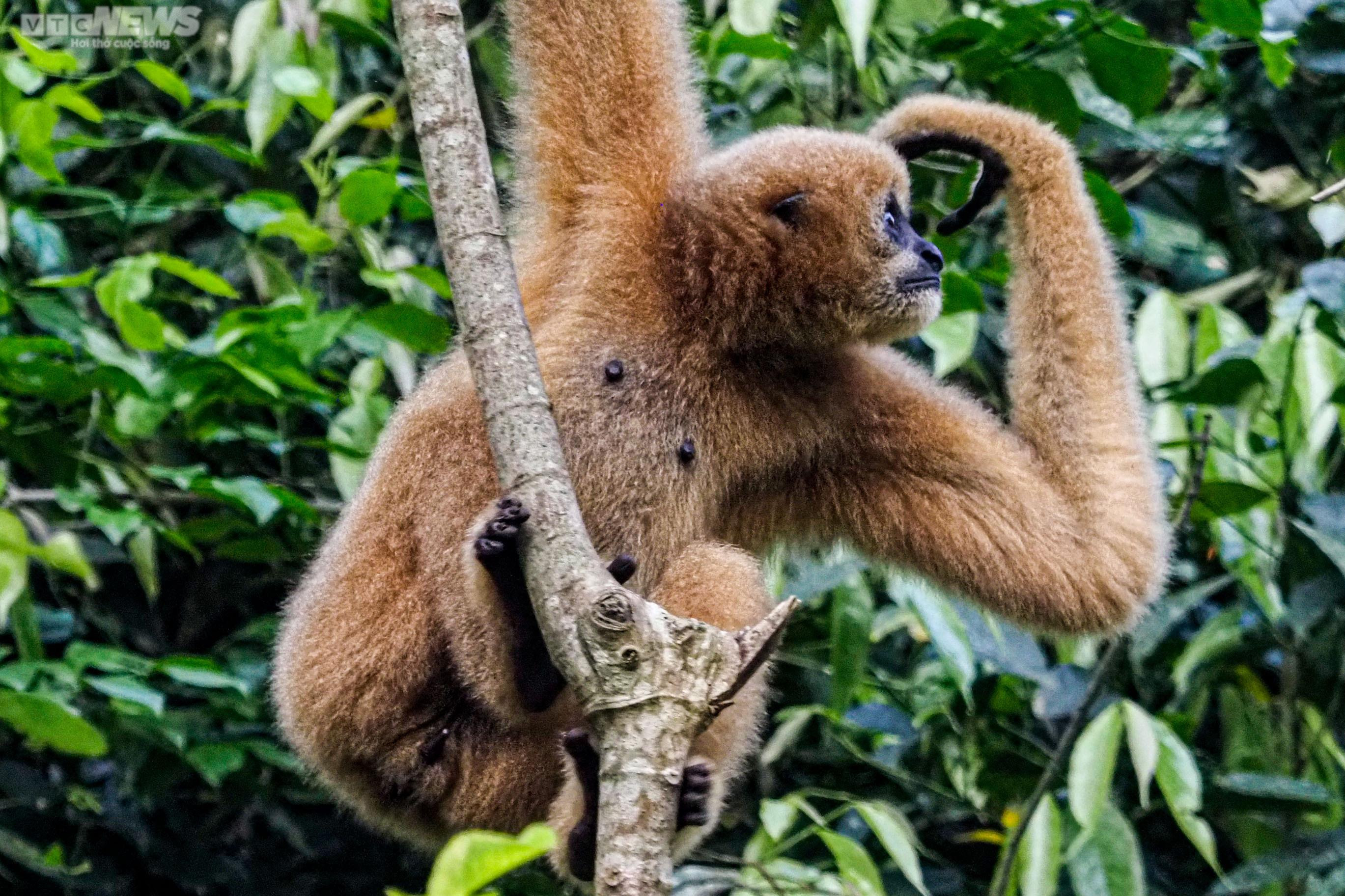 Cận cảnh vượn đen má hung quý hiếm giữa rừng Cúc Phương - 10