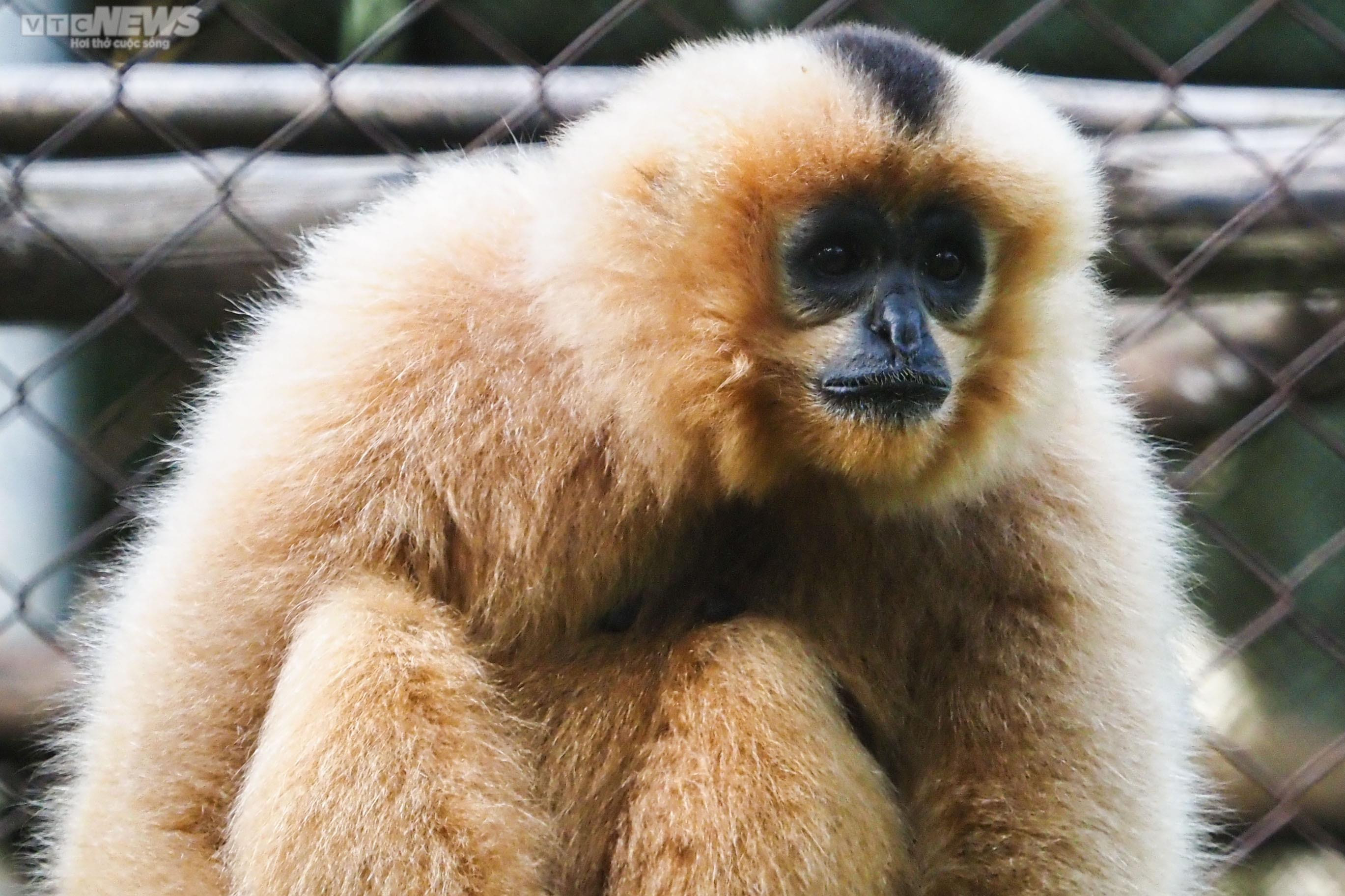 Cận cảnh vượn đen má hung quý hiếm giữa rừng Cúc Phương - 6