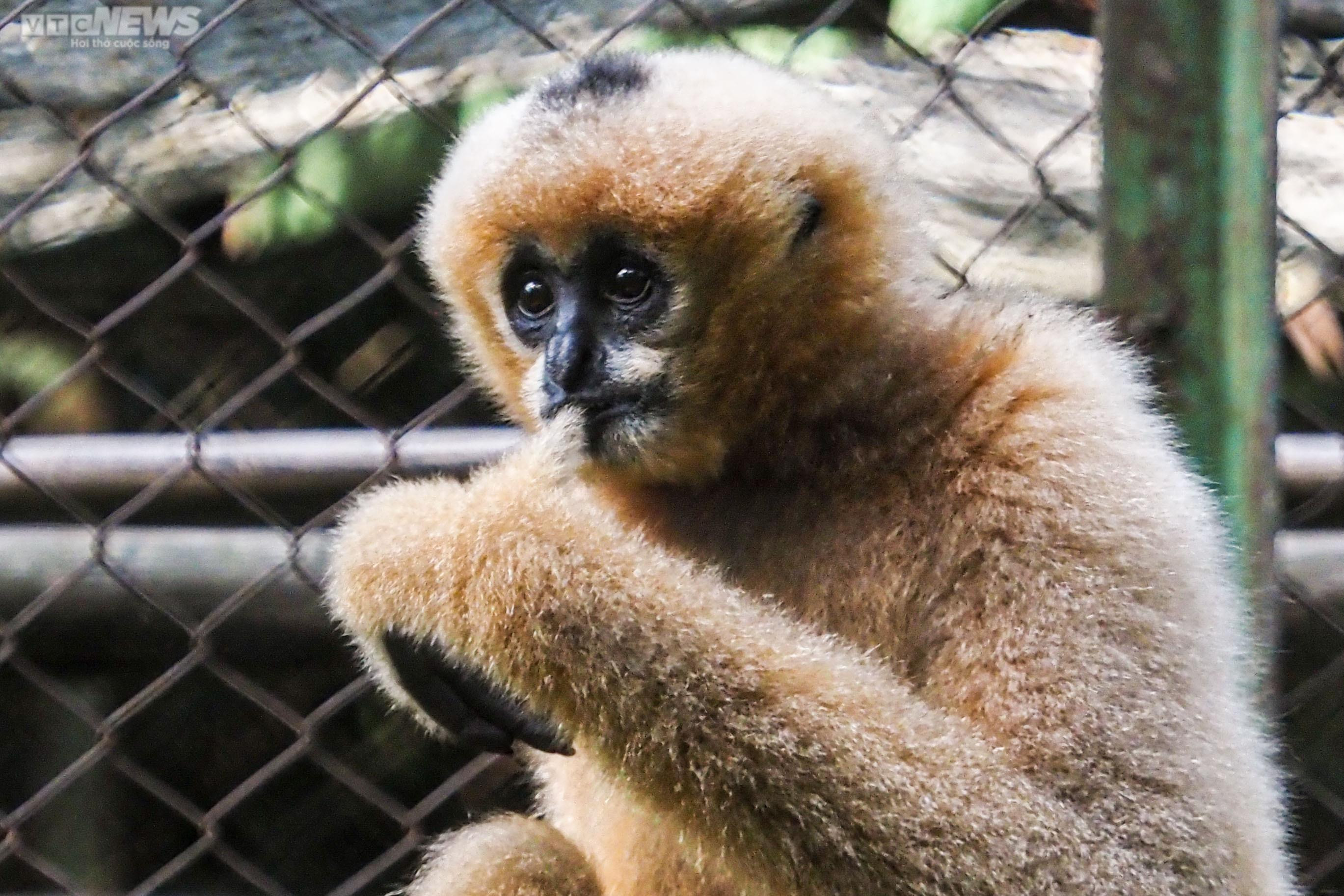 Cận cảnh vượn đen má hung quý hiếm giữa rừng Cúc Phương - 7