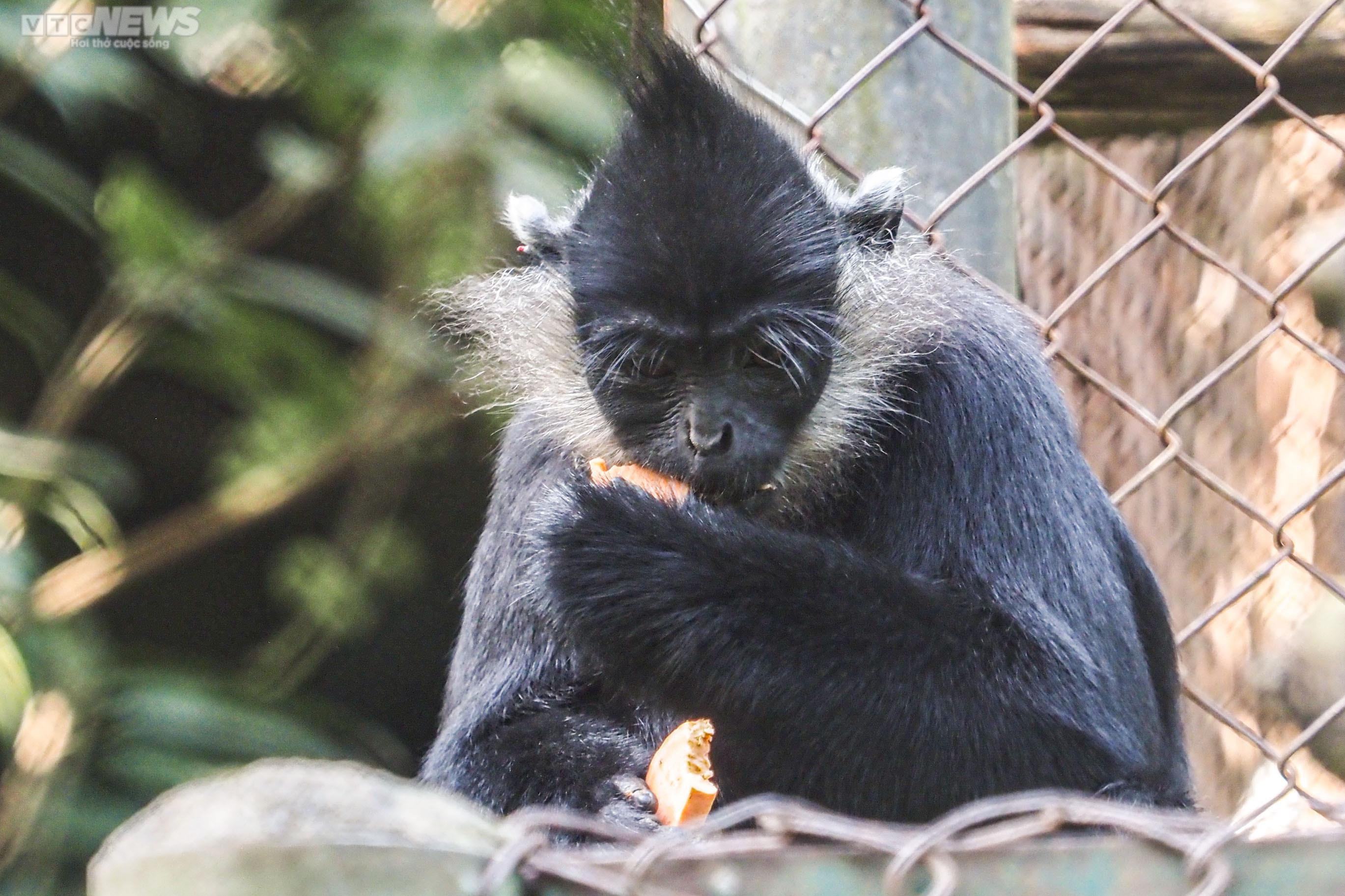 Cận cảnh vượn đen má hung quý hiếm giữa rừng Cúc Phương - 18