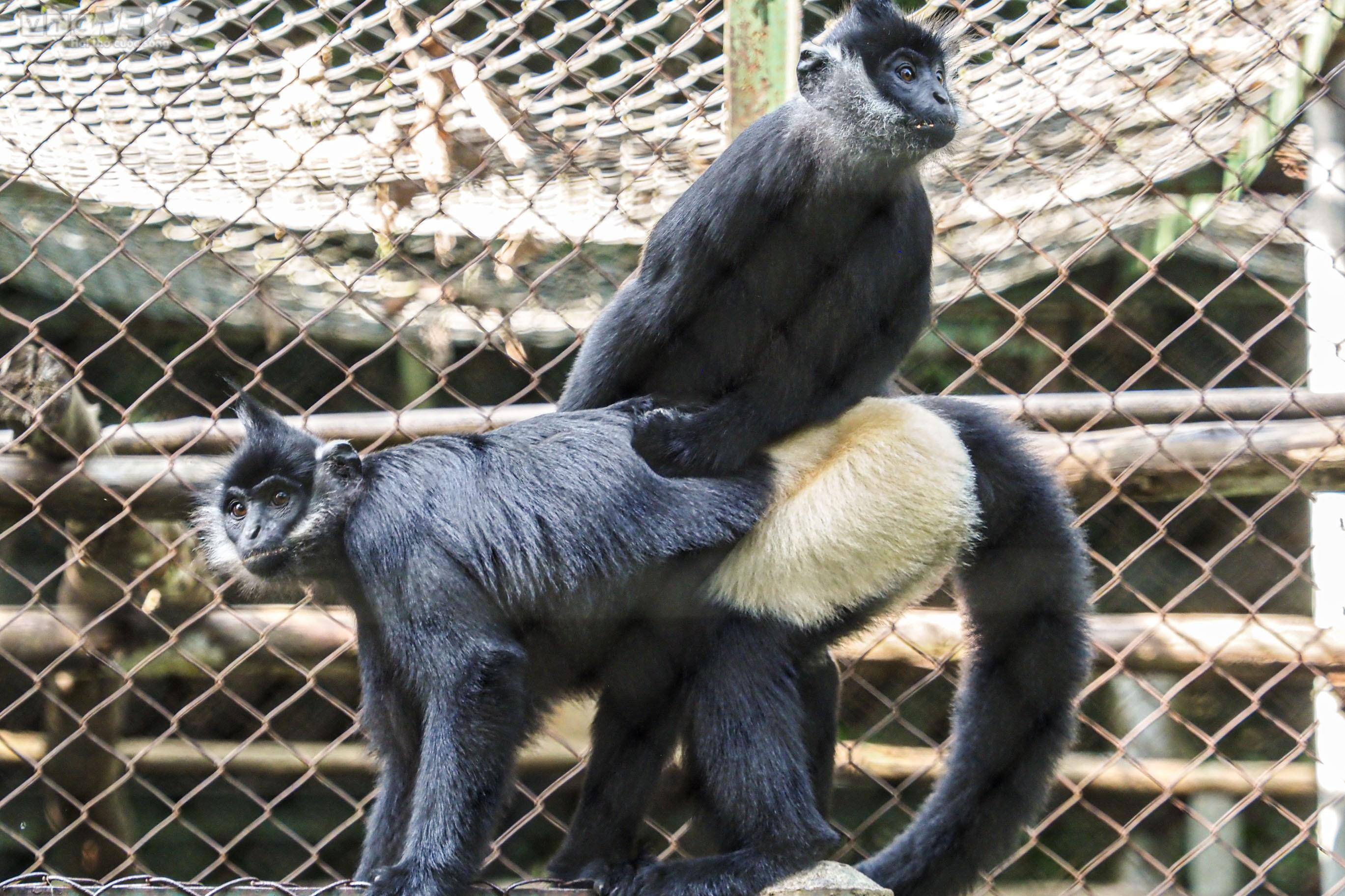 Cận cảnh vượn đen má hung quý hiếm giữa rừng Cúc Phương - 17