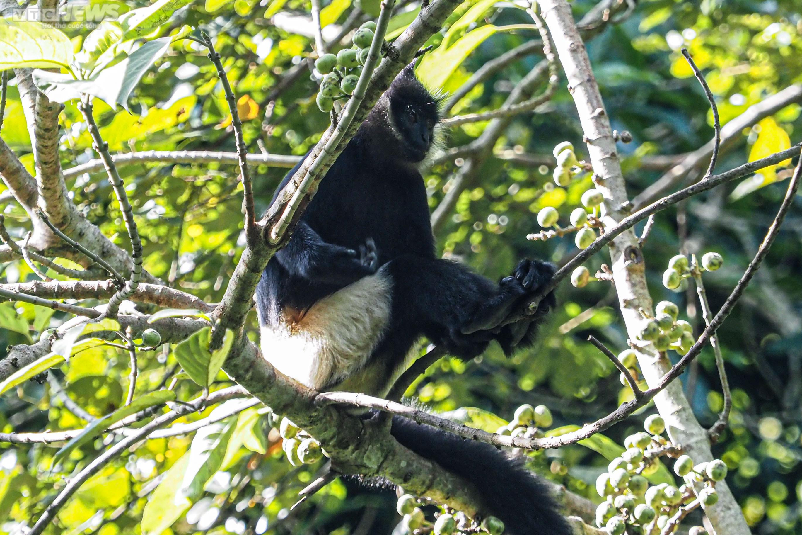 Cận cảnh vượn đen má hung quý hiếm giữa rừng Cúc Phương - 19