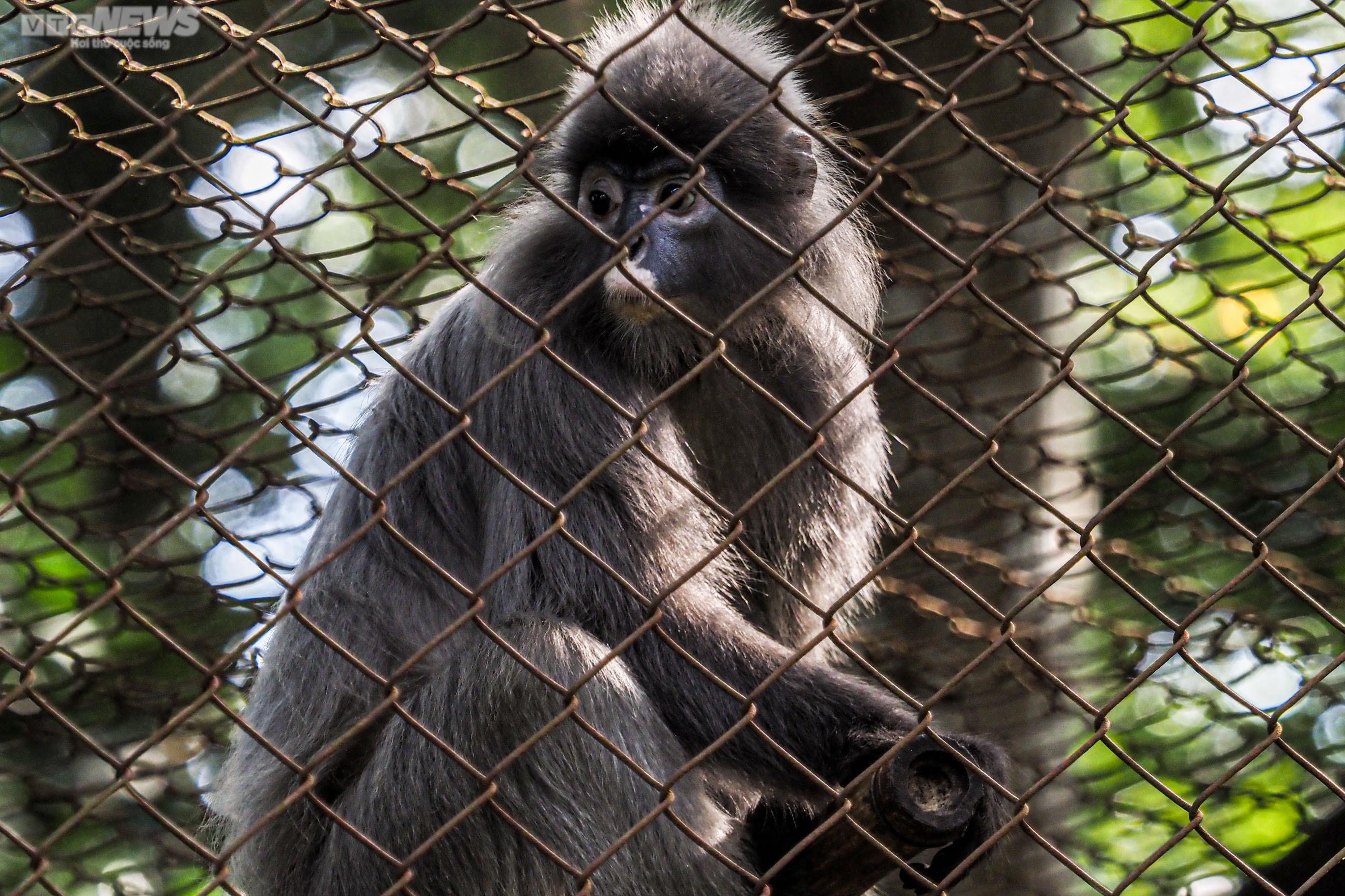 Cận cảnh vượn đen má hung quý hiếm giữa rừng Cúc Phương - 16