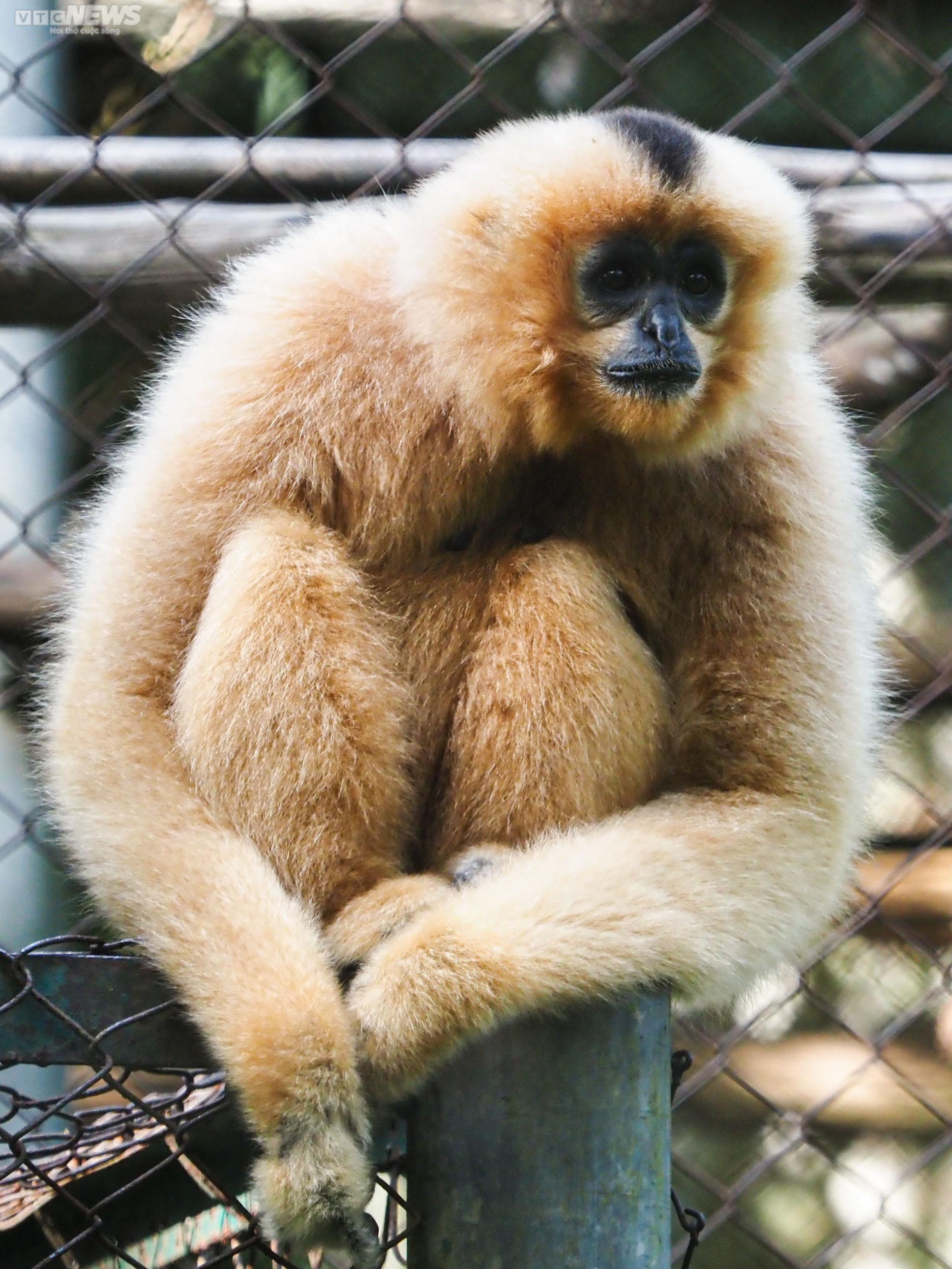 Cận cảnh vượn đen má hung quý hiếm giữa rừng Cúc Phương - 15