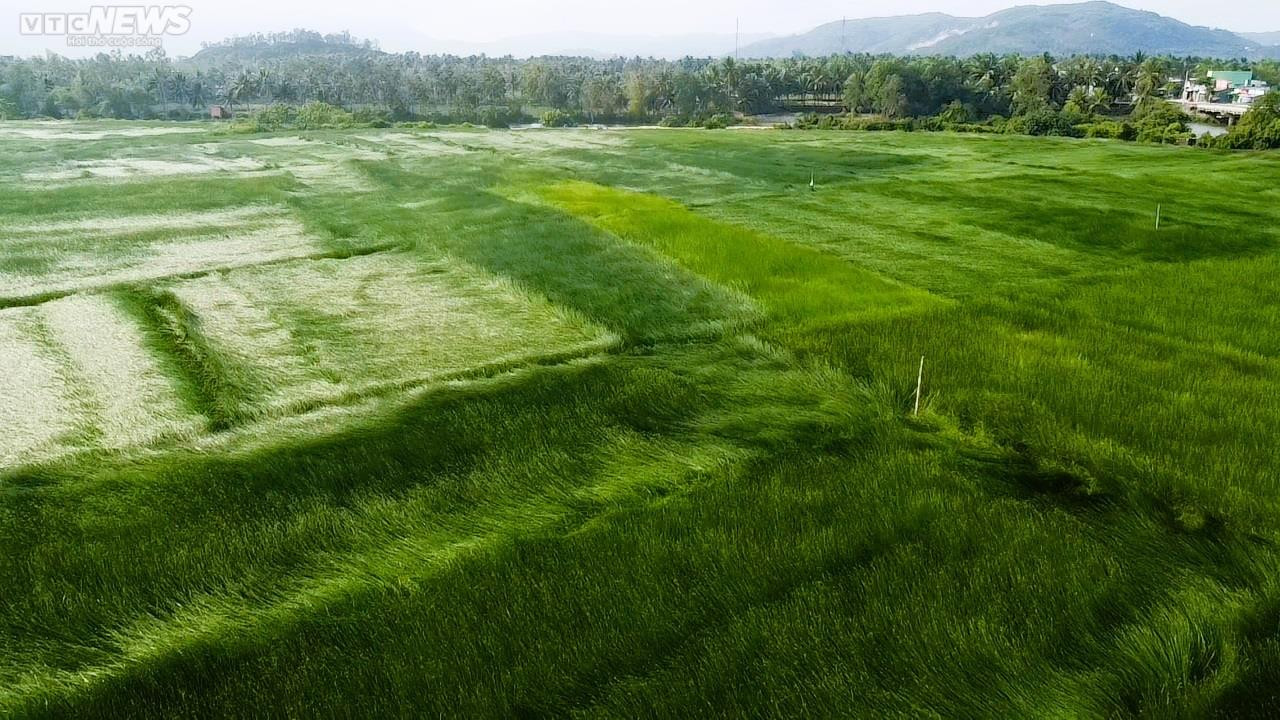 Chiêm ngưỡng cánh đồng cói thơ mộng ở Bình Định - 1