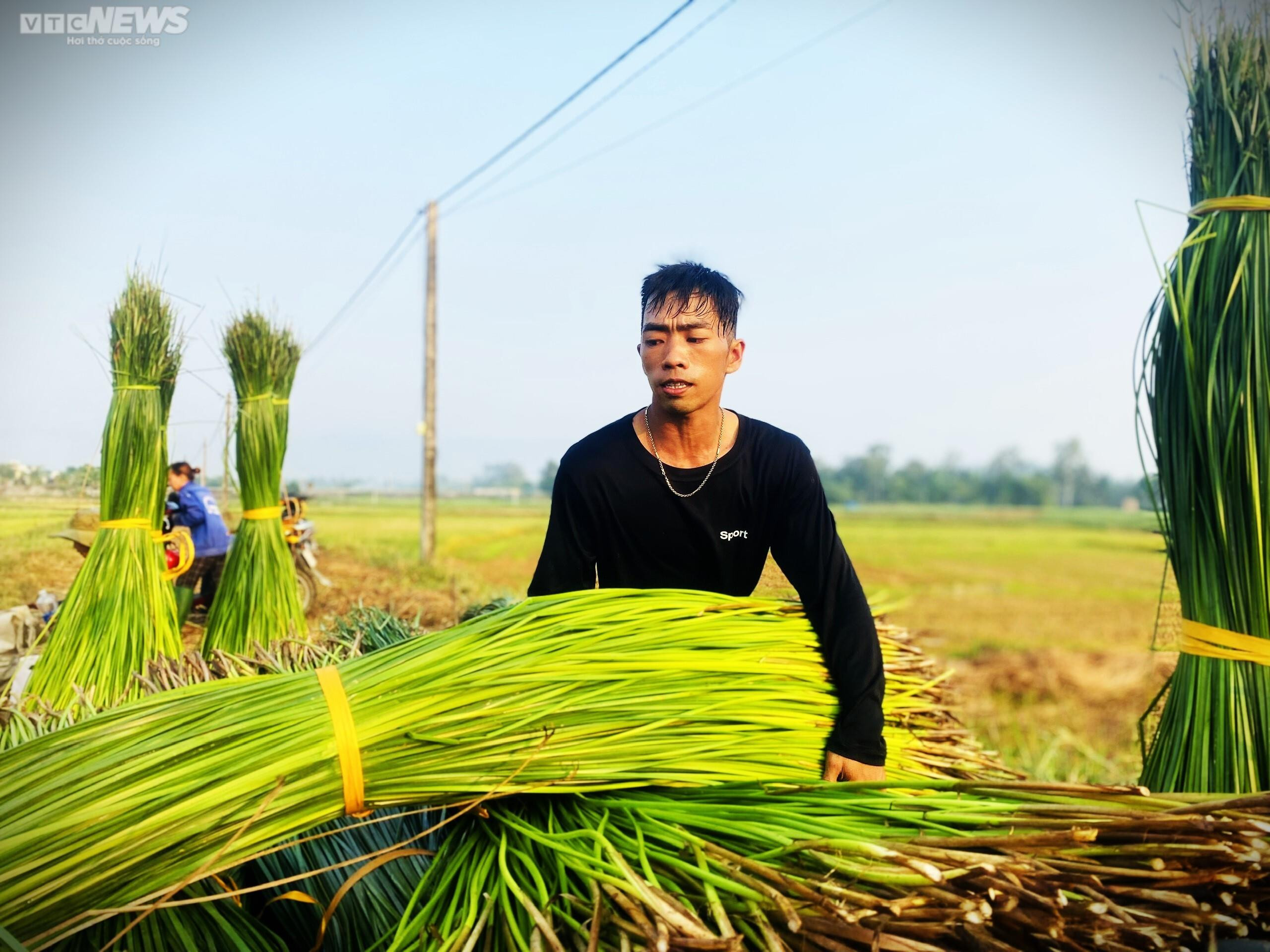 Chiêm ngưỡng cánh đồng cói thơ mộng ở Bình Định - 7