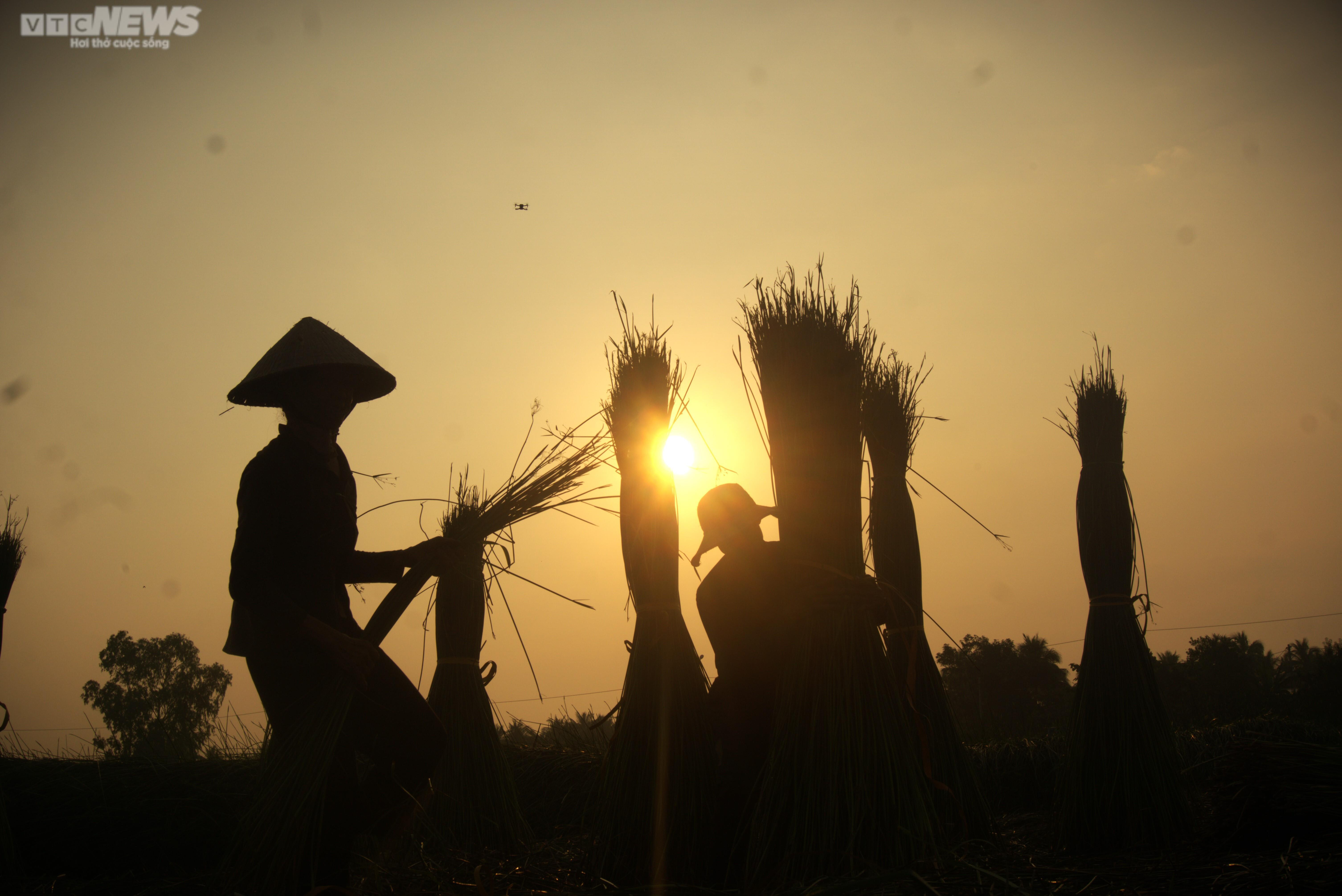 Chiêm ngưỡng cánh đồng cói thơ mộng ở Bình Định - 3