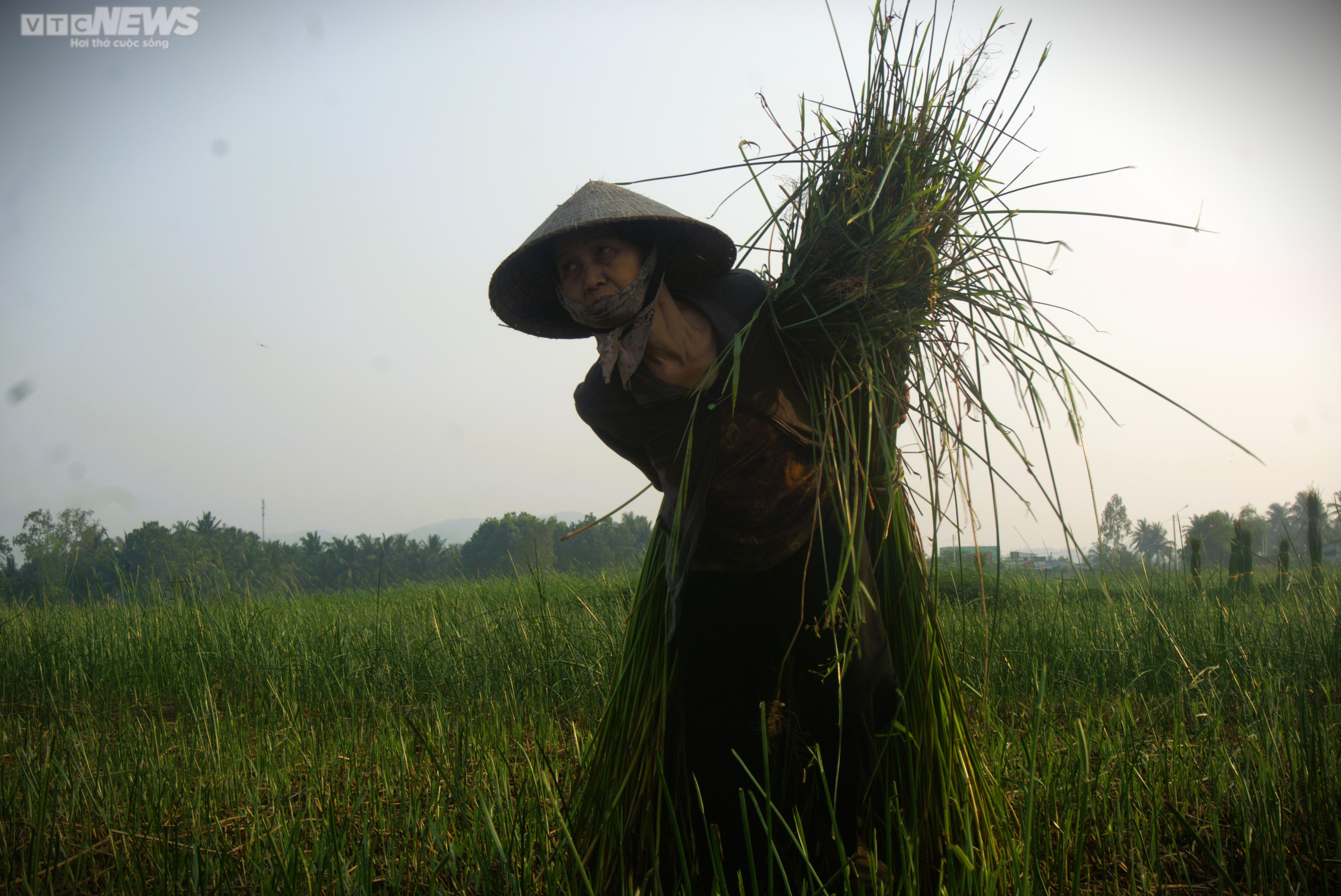 Chiêm ngưỡng cánh đồng cói thơ mộng ở Bình Định - 12