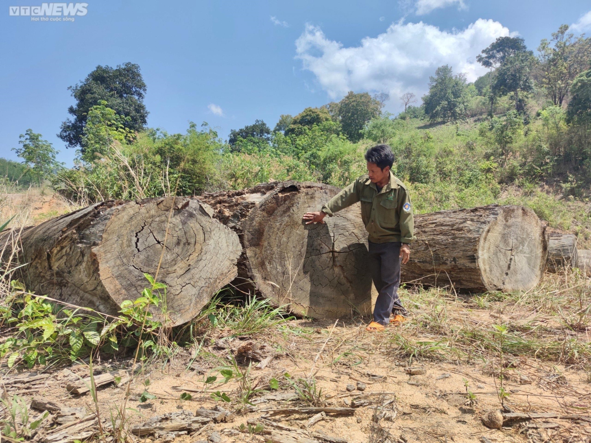 Cận cảnh bãi gỗ quý ở Kon Tum sắp thành phế liệu sau gần một thập kỷ chờ xử lý - 4
