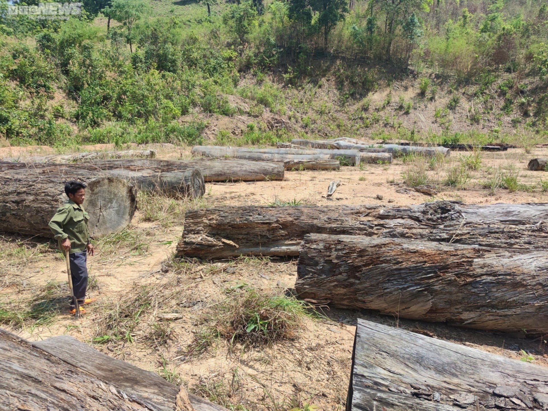 Cận cảnh bãi gỗ quý ở Kon Tum sắp thành phế liệu sau gần một thập kỷ chờ xử lý - 10