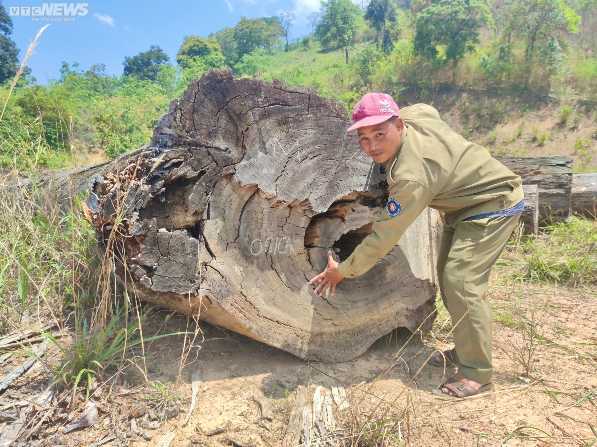 Cận cảnh bãi gỗ quý ở Kon Tum sắp thành phế liệu sau gần một thập kỷ chờ xử lý - 5