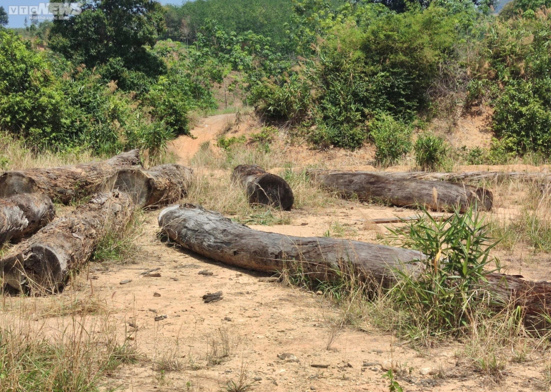 Cận cảnh bãi gỗ quý ở Kon Tum sắp thành phế liệu sau gần một thập kỷ chờ xử lý - 8