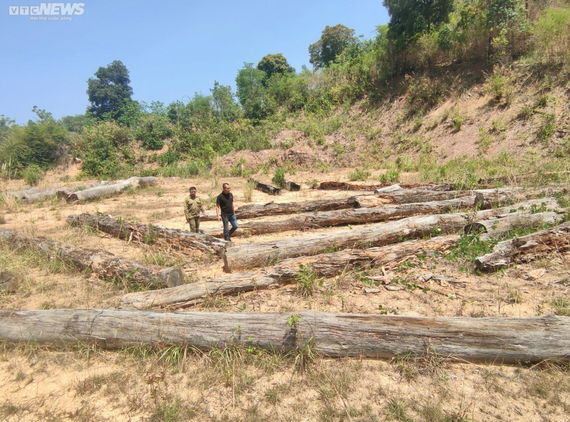Cận cảnh bãi gỗ quý ở Kon Tum sắp thành phế liệu sau gần một thập kỷ chờ xử lý - 2