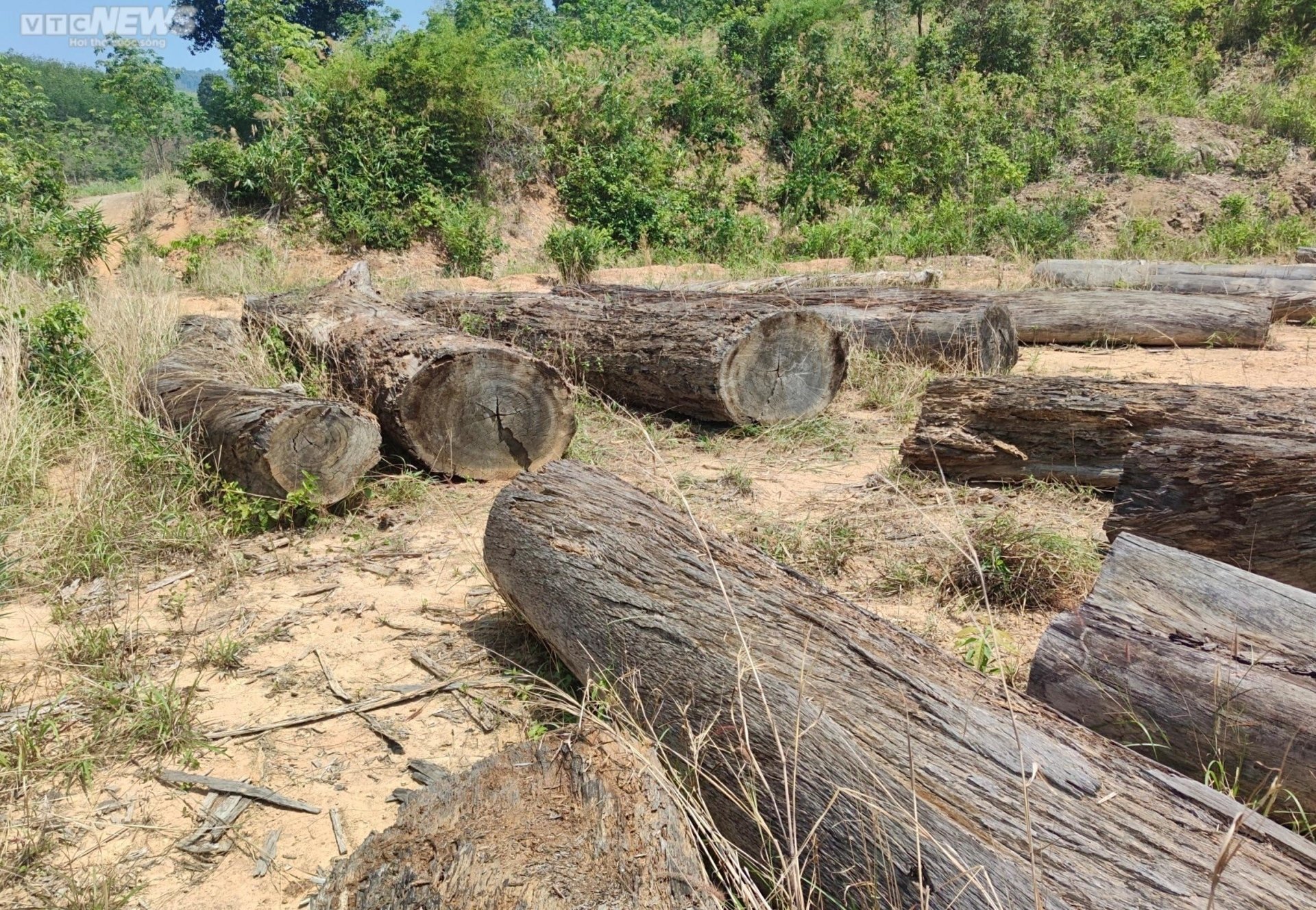 Cận cảnh bãi gỗ quý ở Kon Tum sắp thành phế liệu sau gần một thập kỷ chờ xử lý - 3
