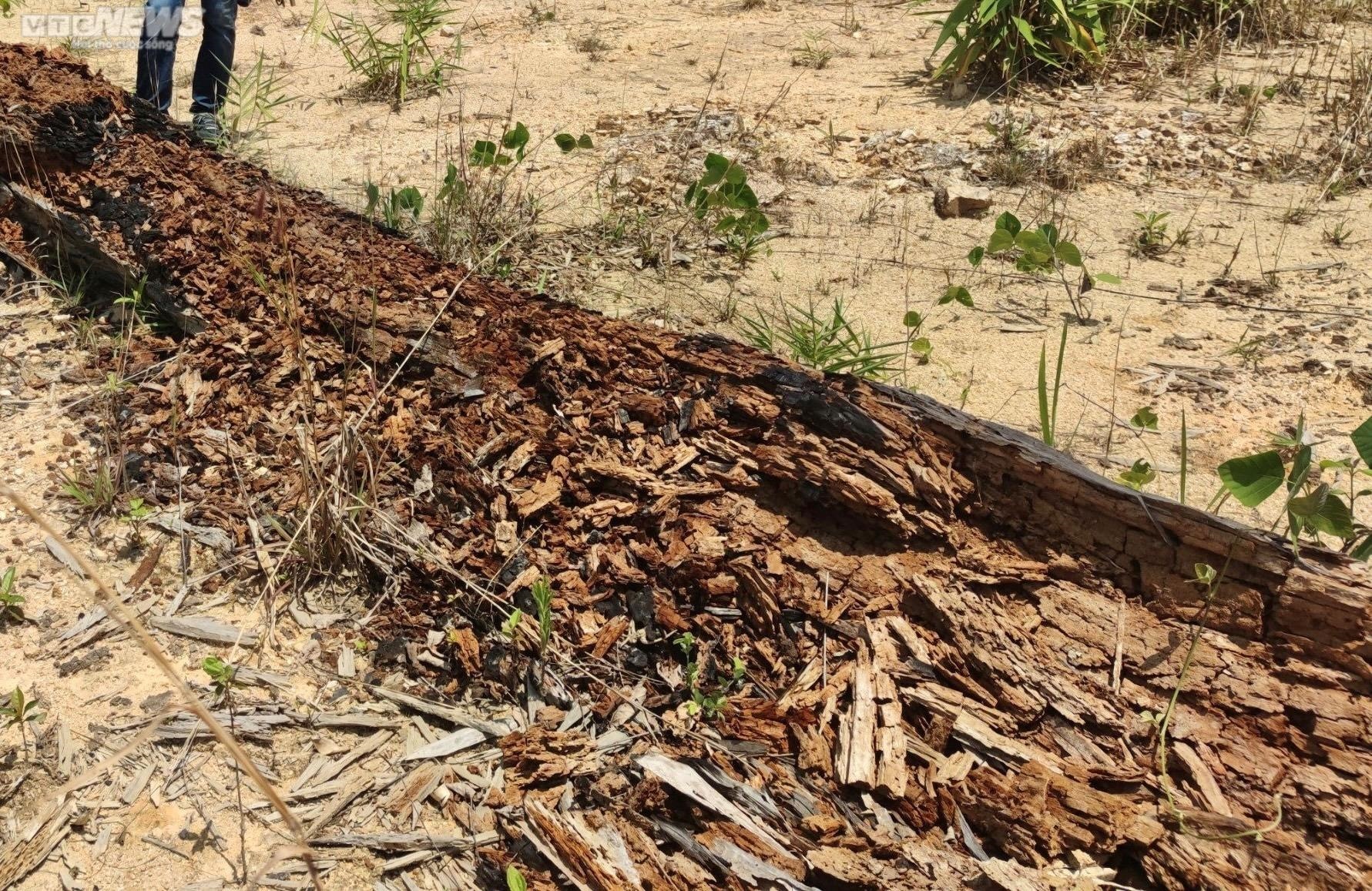 Cận cảnh bãi gỗ quý ở Kon Tum sắp thành phế liệu sau gần một thập kỷ chờ xử lý - 6