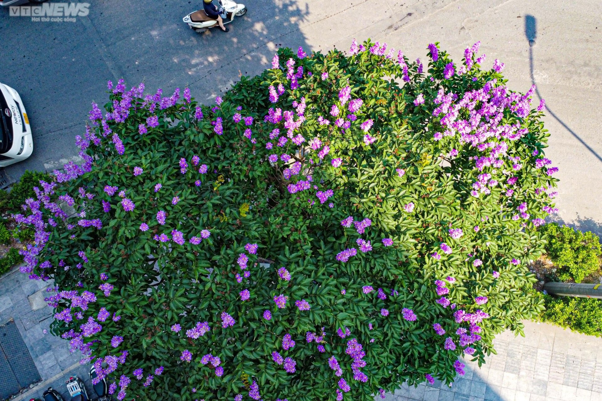 Hoa bằng lăng khoe sắc, nhuộm tím đường phố Hà Nội - 7