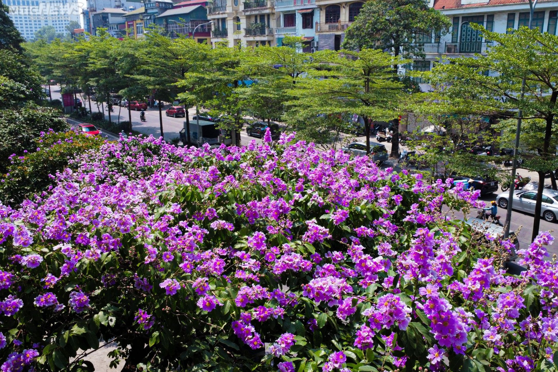 Hoa bằng lăng khoe sắc, nhuộm tím đường phố Hà Nội - 5