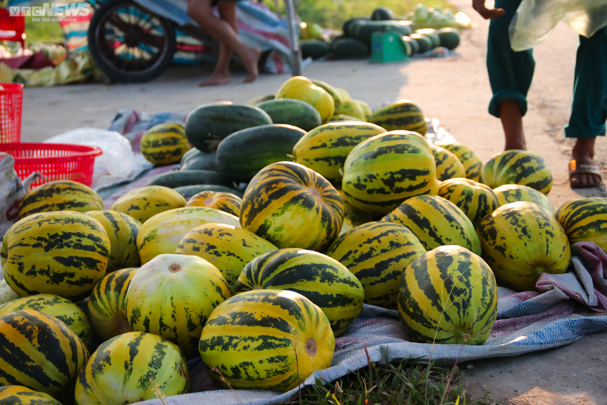 Tránh nắng nóng 42 độ C, nông dân Hà Tĩnh đội đèn thu hoạch dưa từ tờ mờ sáng - 9