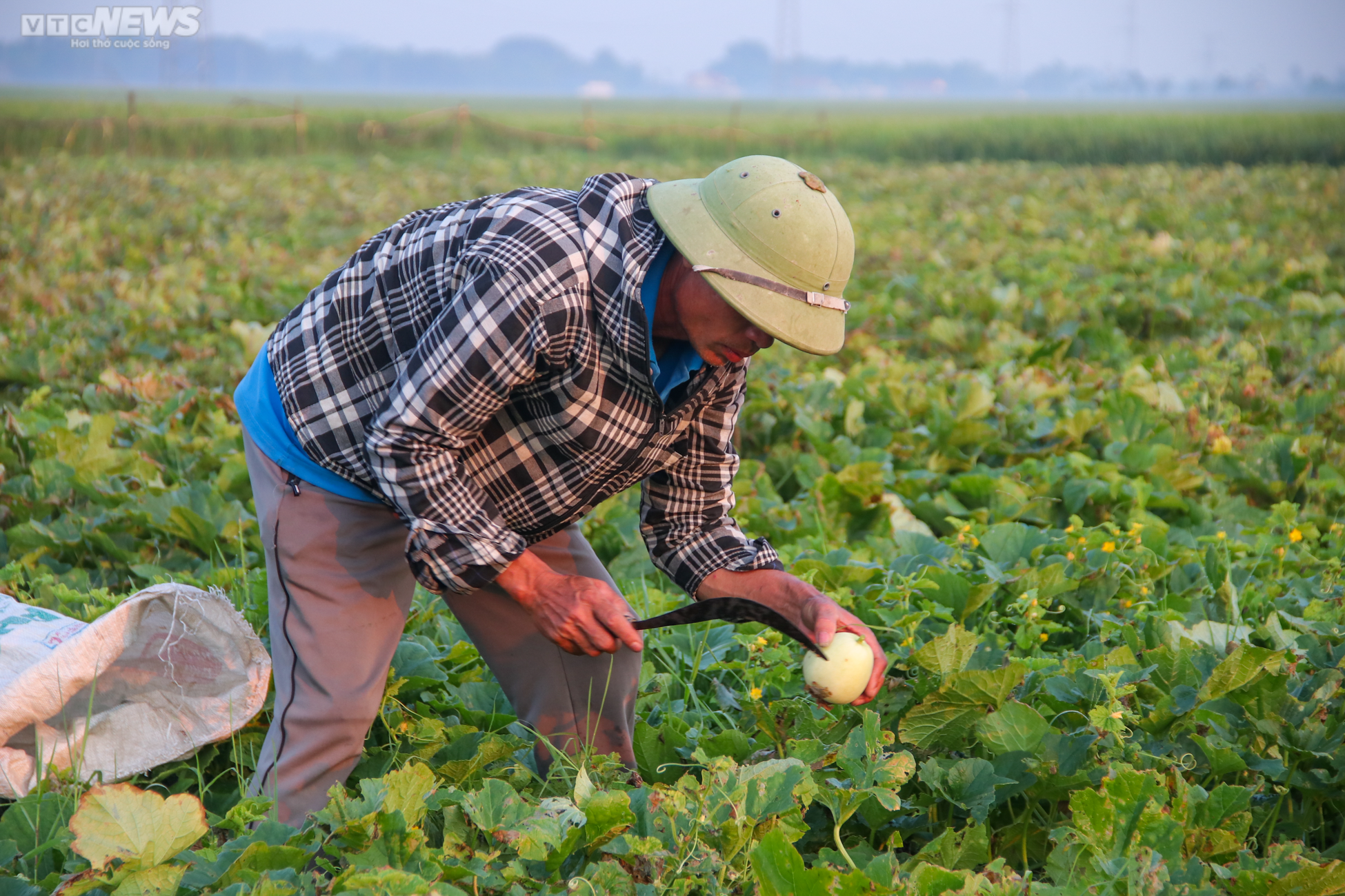 Tránh nắng nóng 42 độ C, nông dân Hà Tĩnh đội đèn thu hoạch dưa từ tờ mờ sáng - 4