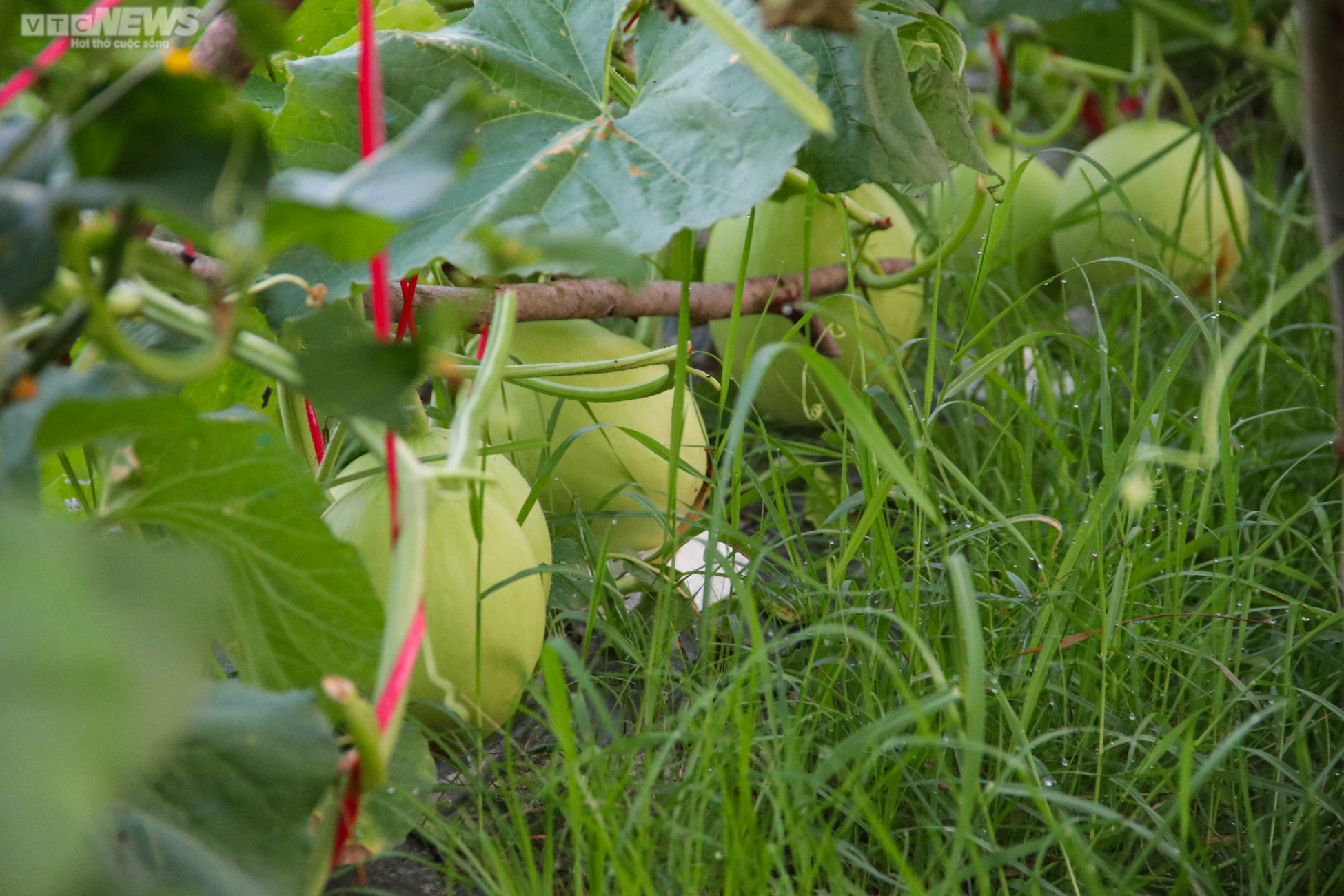 Tránh nắng nóng 42 độ C, nông dân Hà Tĩnh đội đèn thu hoạch dưa từ tờ mờ sáng - 7