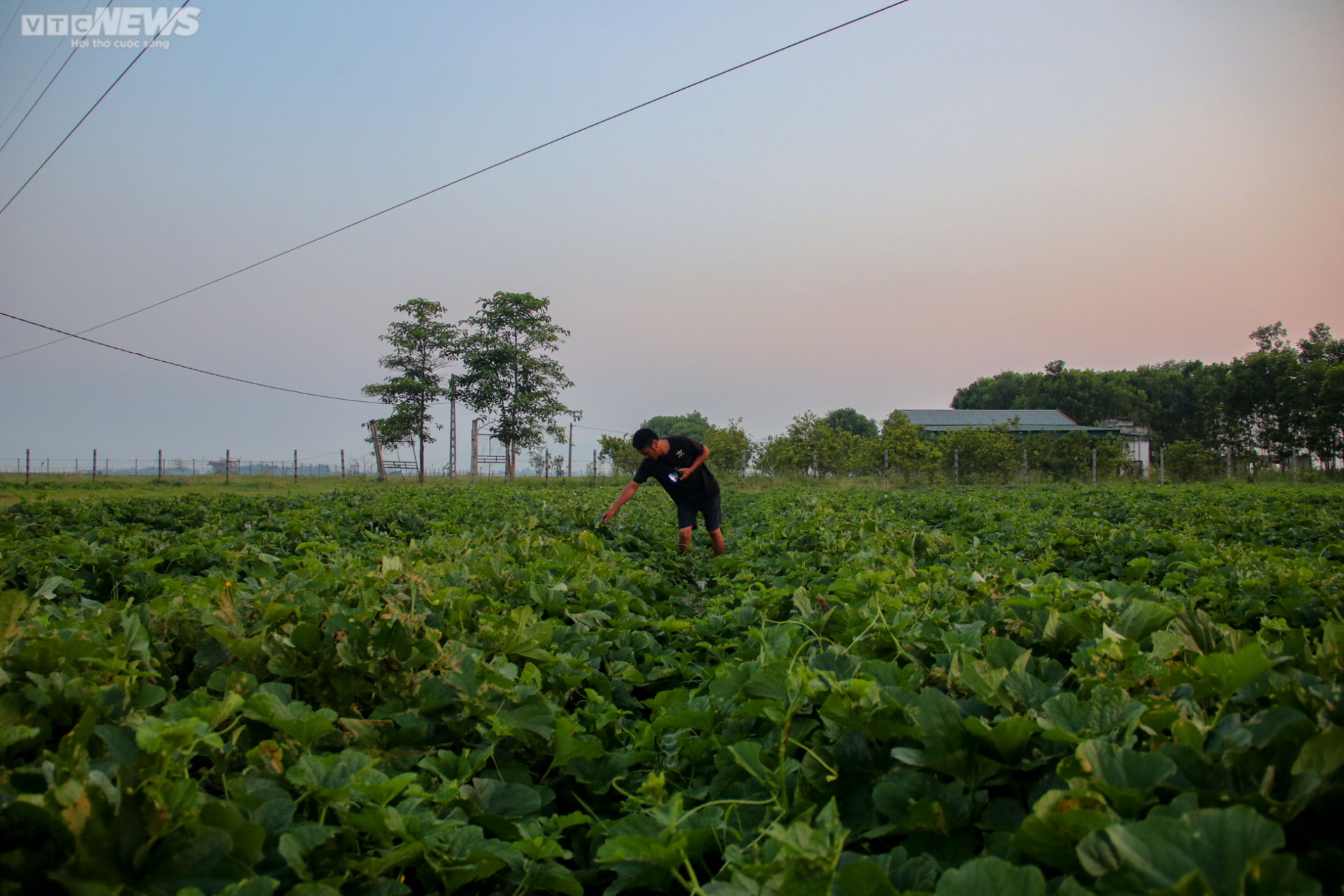Tránh nắng nóng 42 độ C, nông dân Hà Tĩnh đội đèn thu hoạch dưa từ tờ mờ sáng - 3