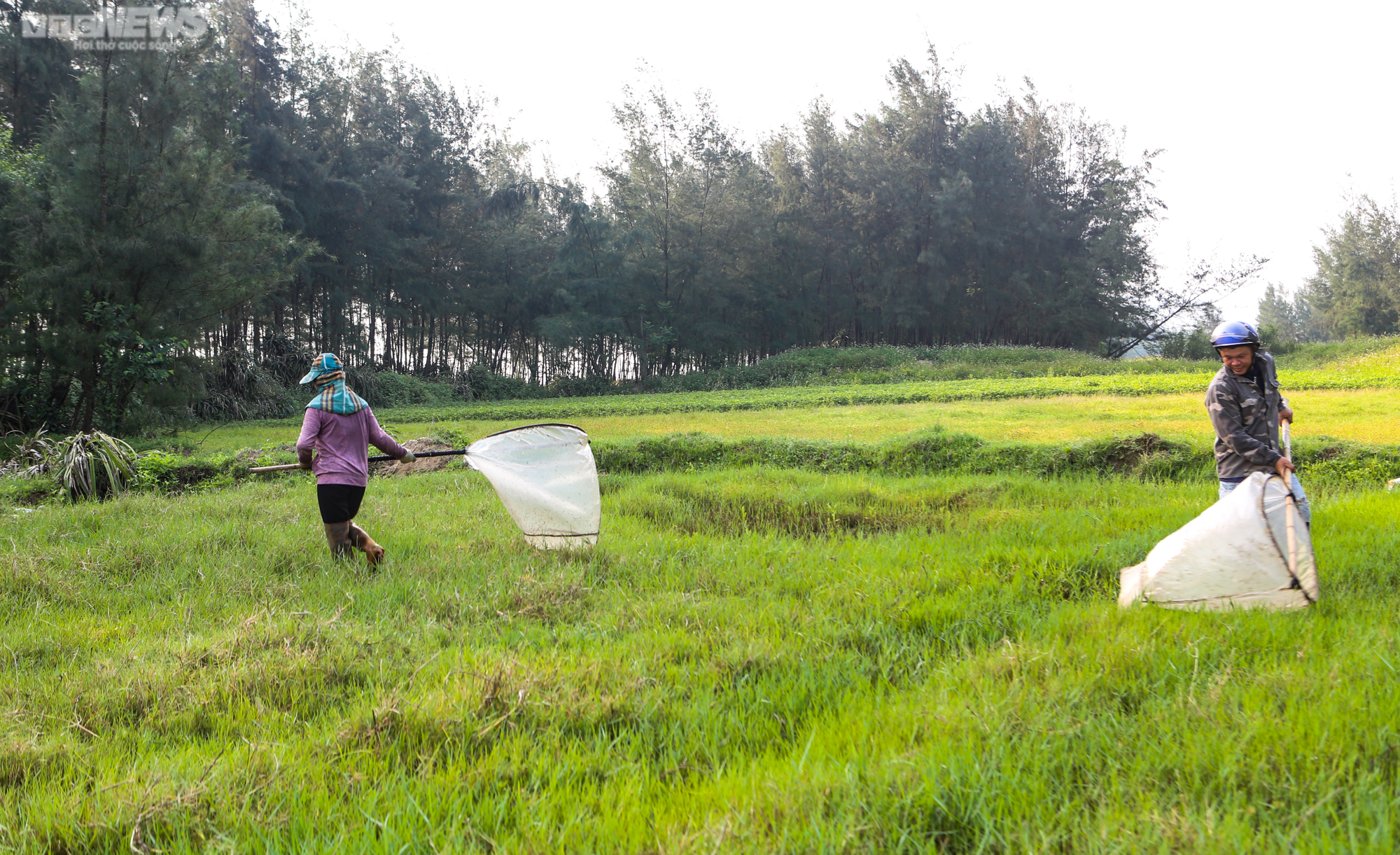 Hai vợ chồng săn 'tôm bay' trên đồng, kiếm tiền triệu mỗi ngày - 1
