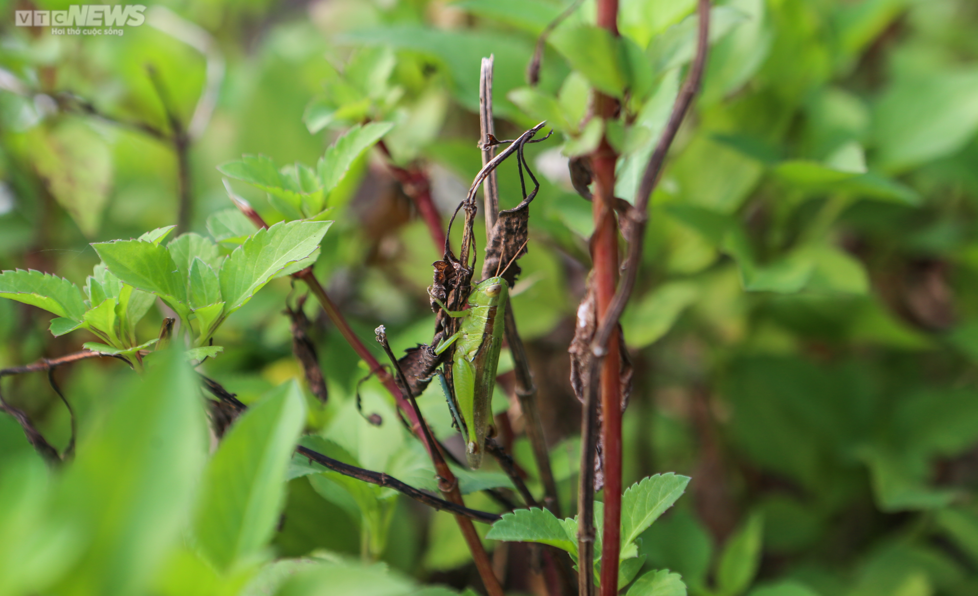 Hai vợ chồng săn 'tôm bay' trên đồng, kiếm tiền triệu mỗi ngày - 5