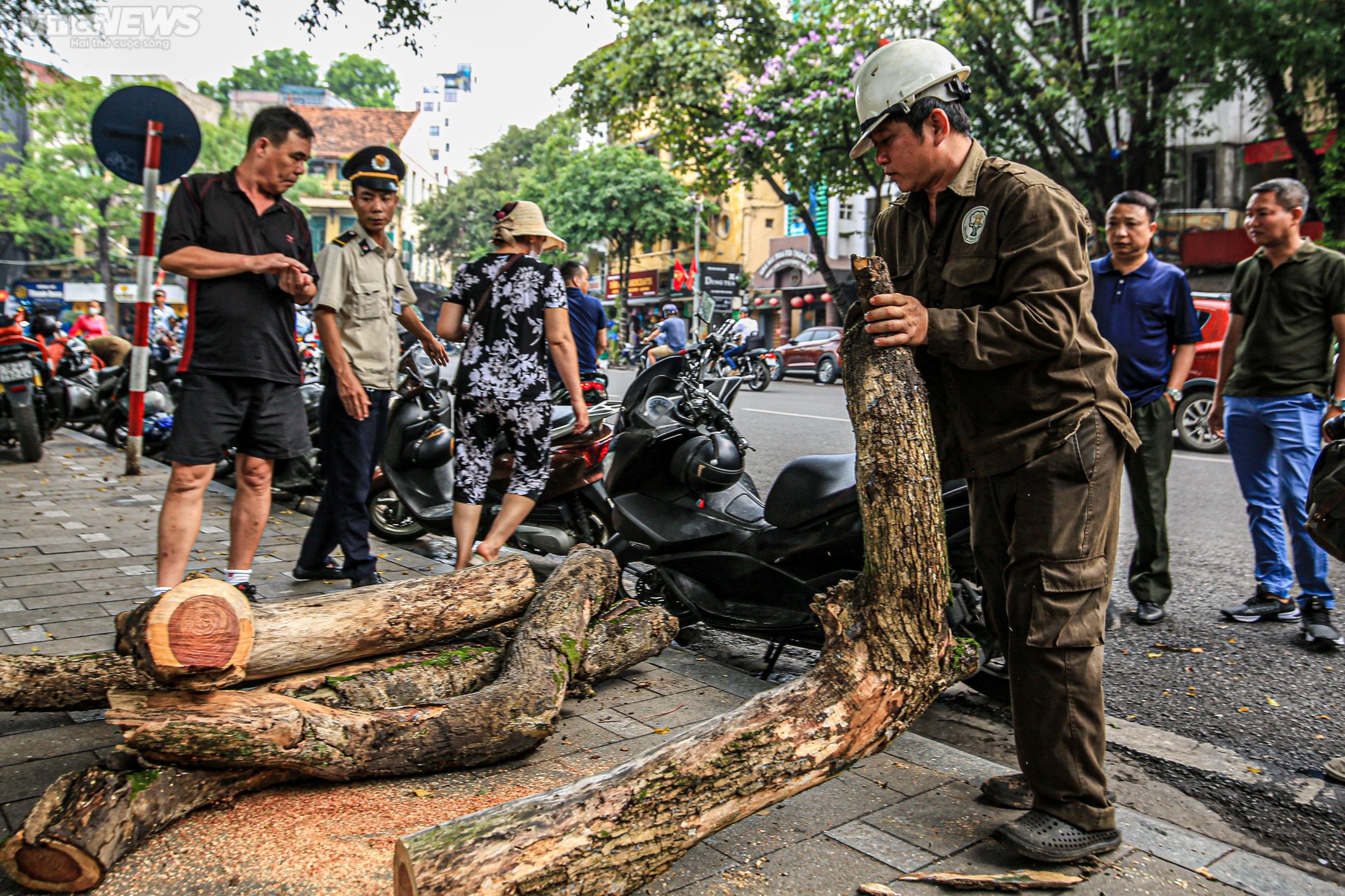 Công nhân chặt hạ 3 cây sưa quý chết khô bên Hồ Gươm - 9