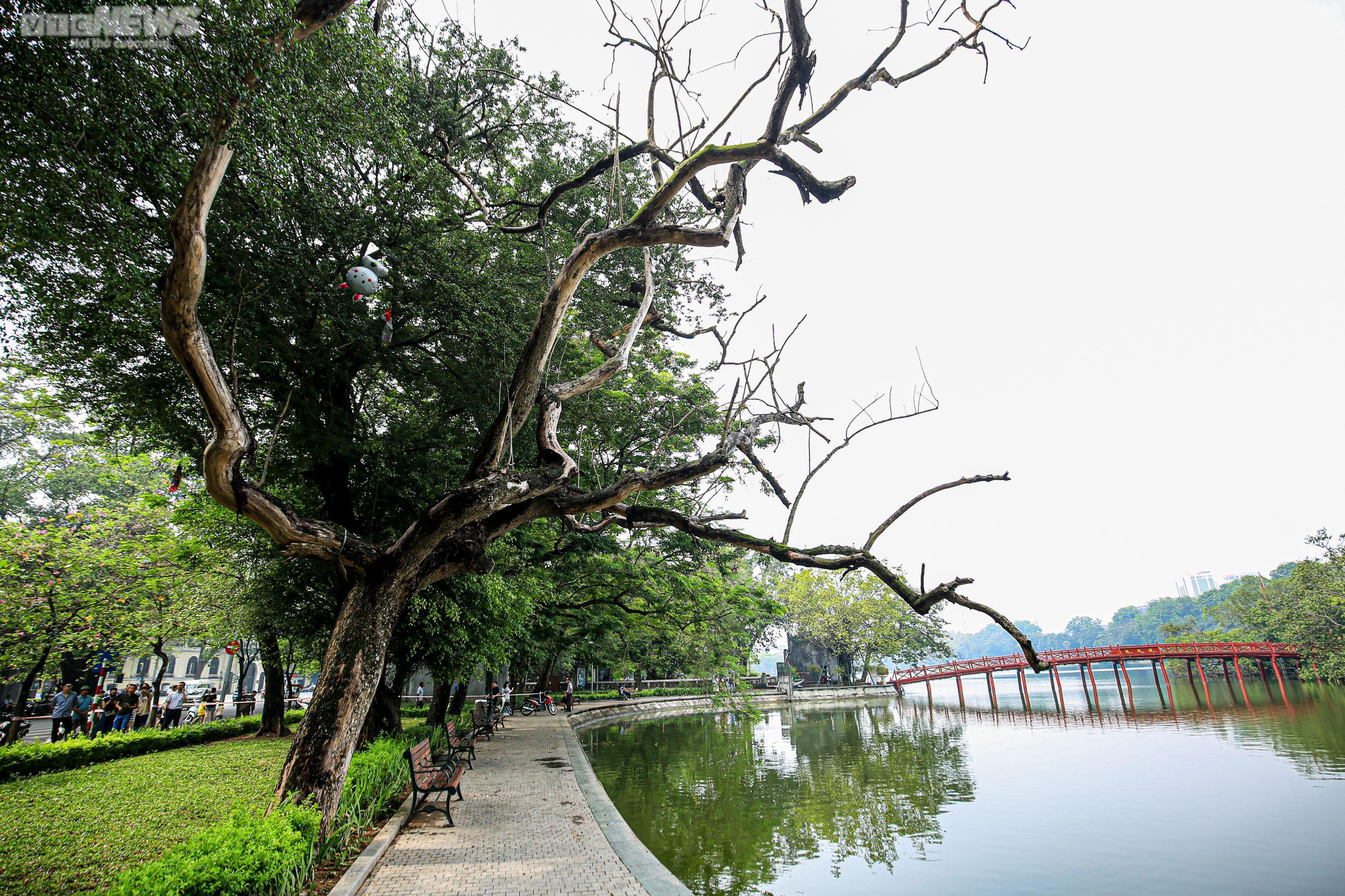 Công nhân chặt hạ 3 cây sưa quý chết khô bên Hồ Gươm - 12