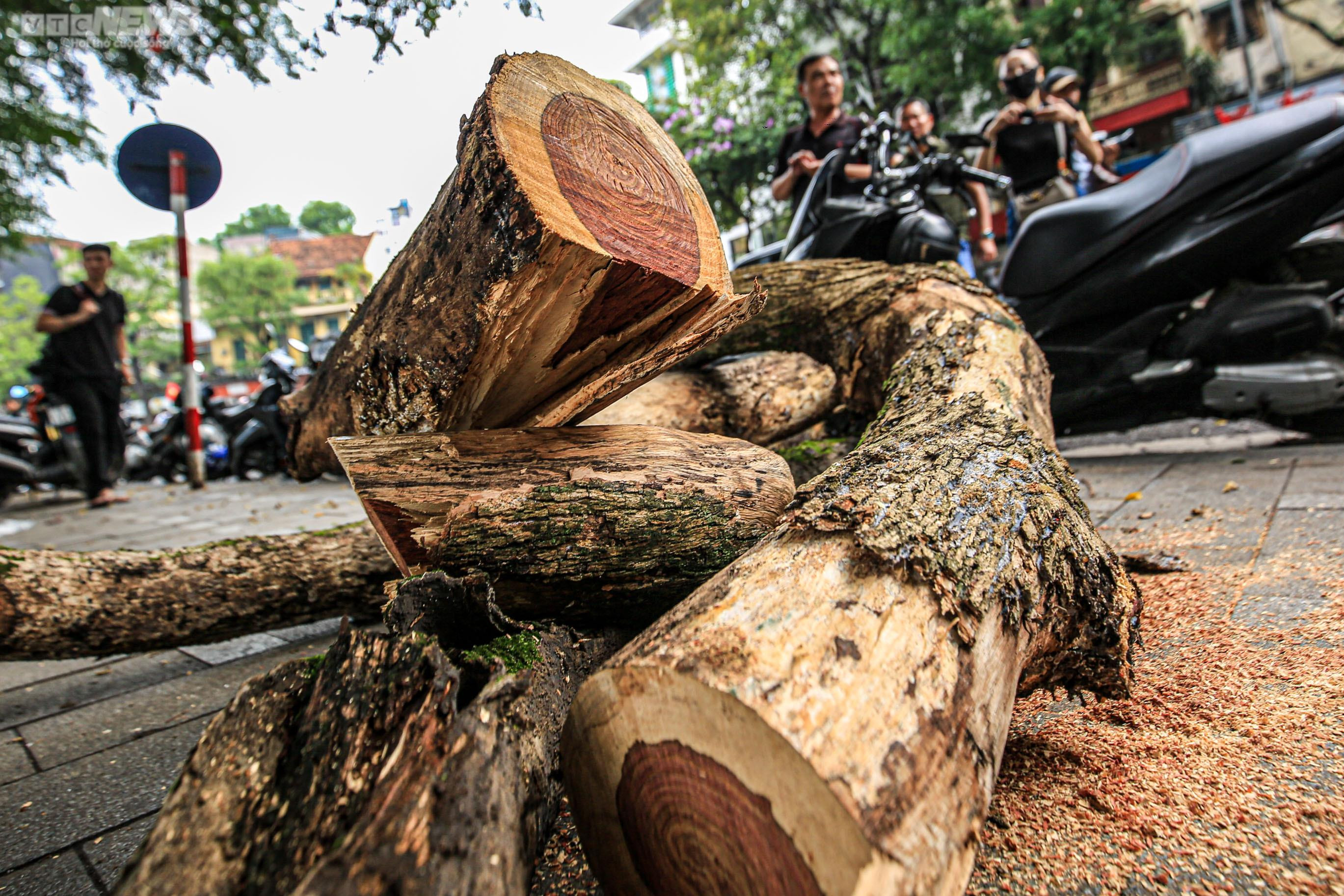 Công nhân chặt hạ 3 cây sưa quý chết khô bên Hồ Gươm - 10