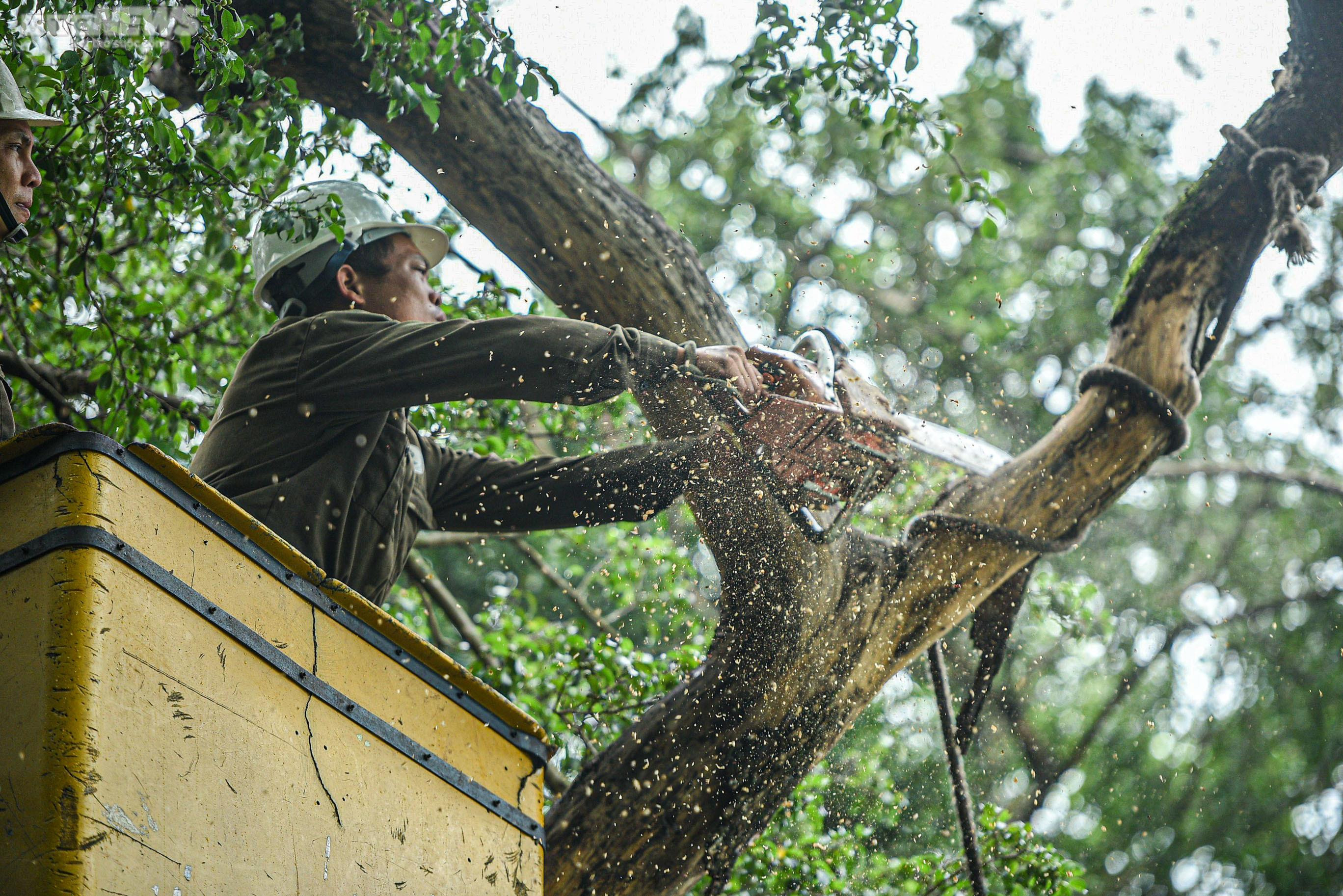 Công nhân chặt hạ 3 cây sưa quý chết khô bên Hồ Gươm - 3