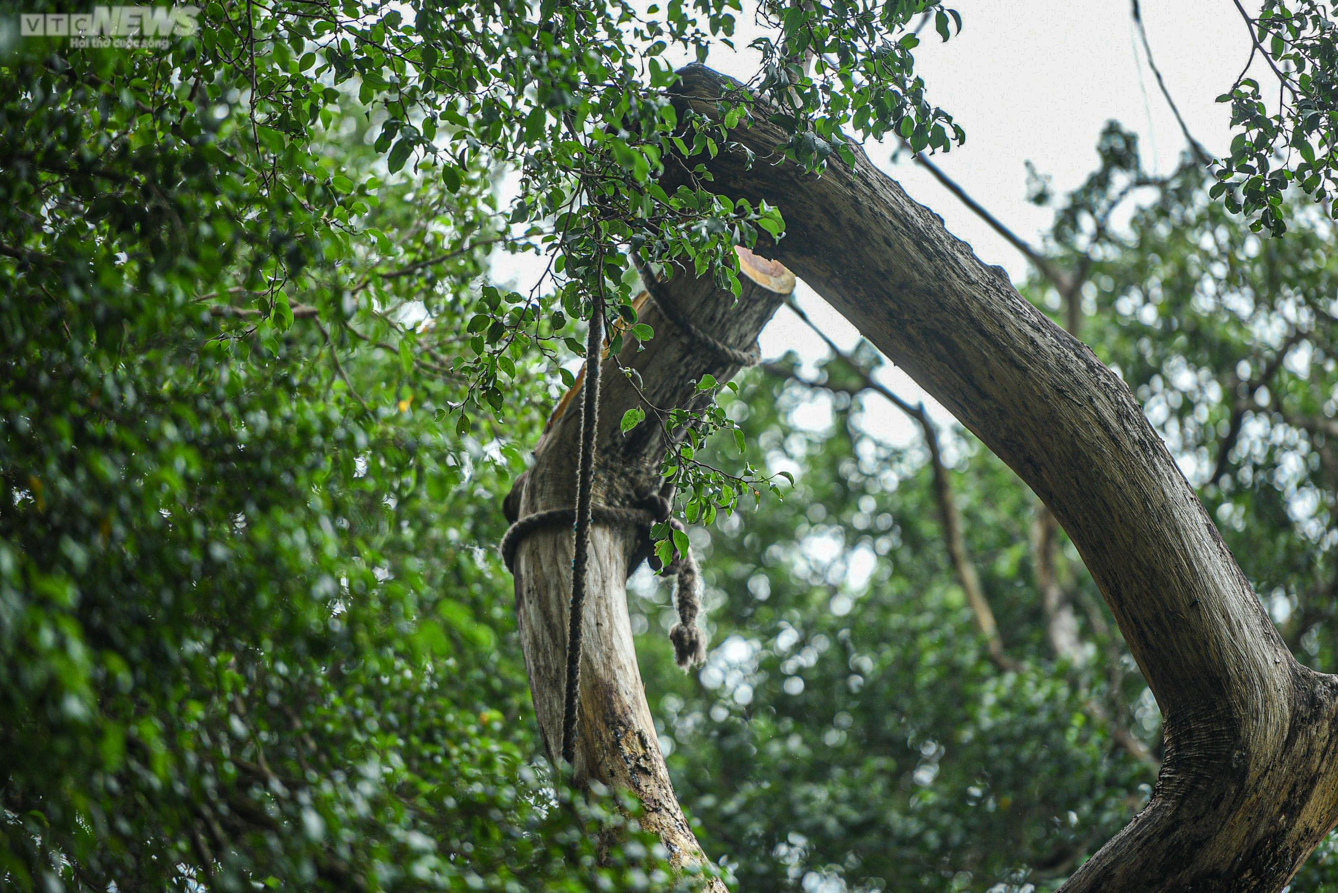 Công nhân chặt hạ 3 cây sưa quý chết khô bên Hồ Gươm - 4