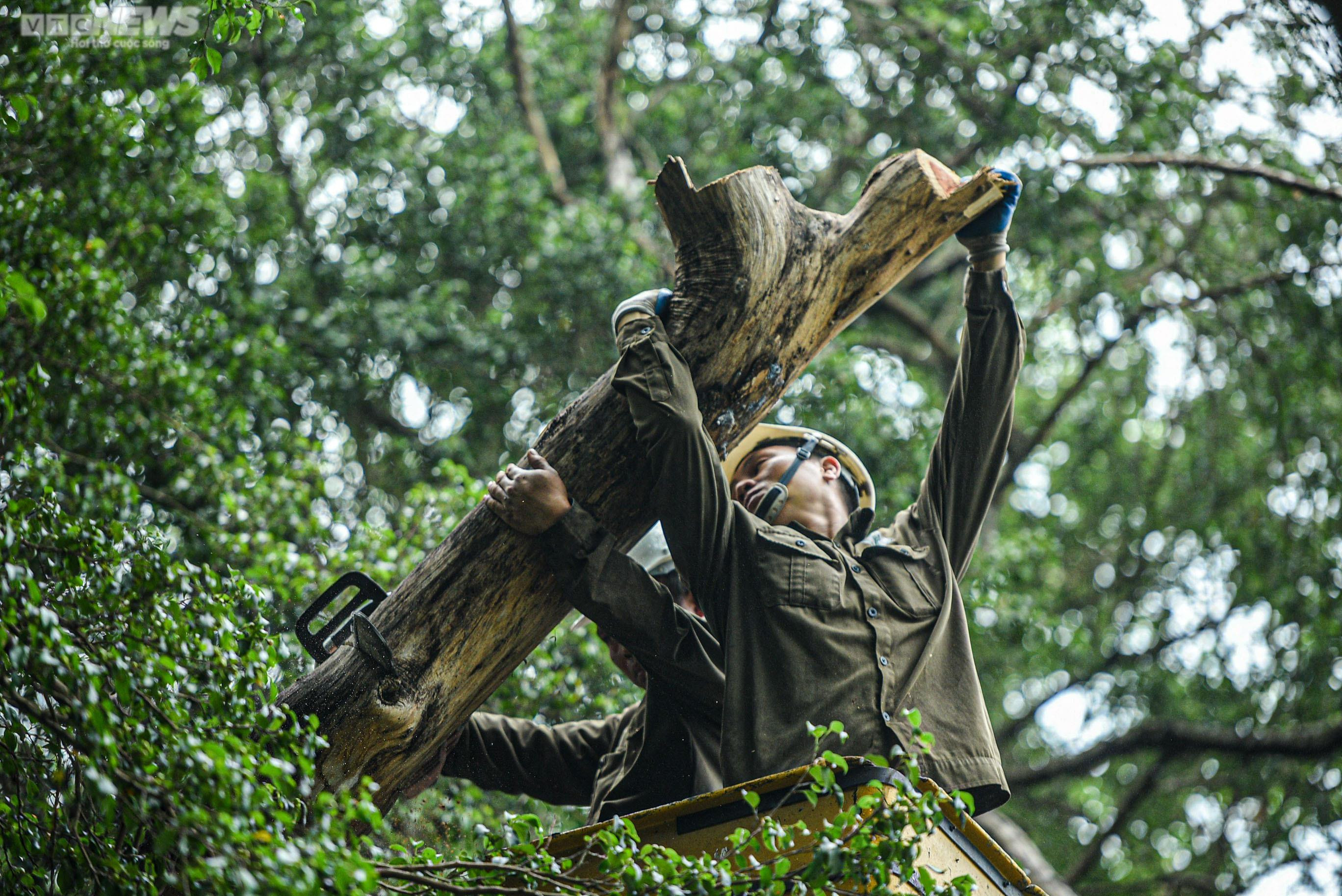 Công nhân chặt hạ 3 cây sưa quý chết khô bên Hồ Gươm - 6