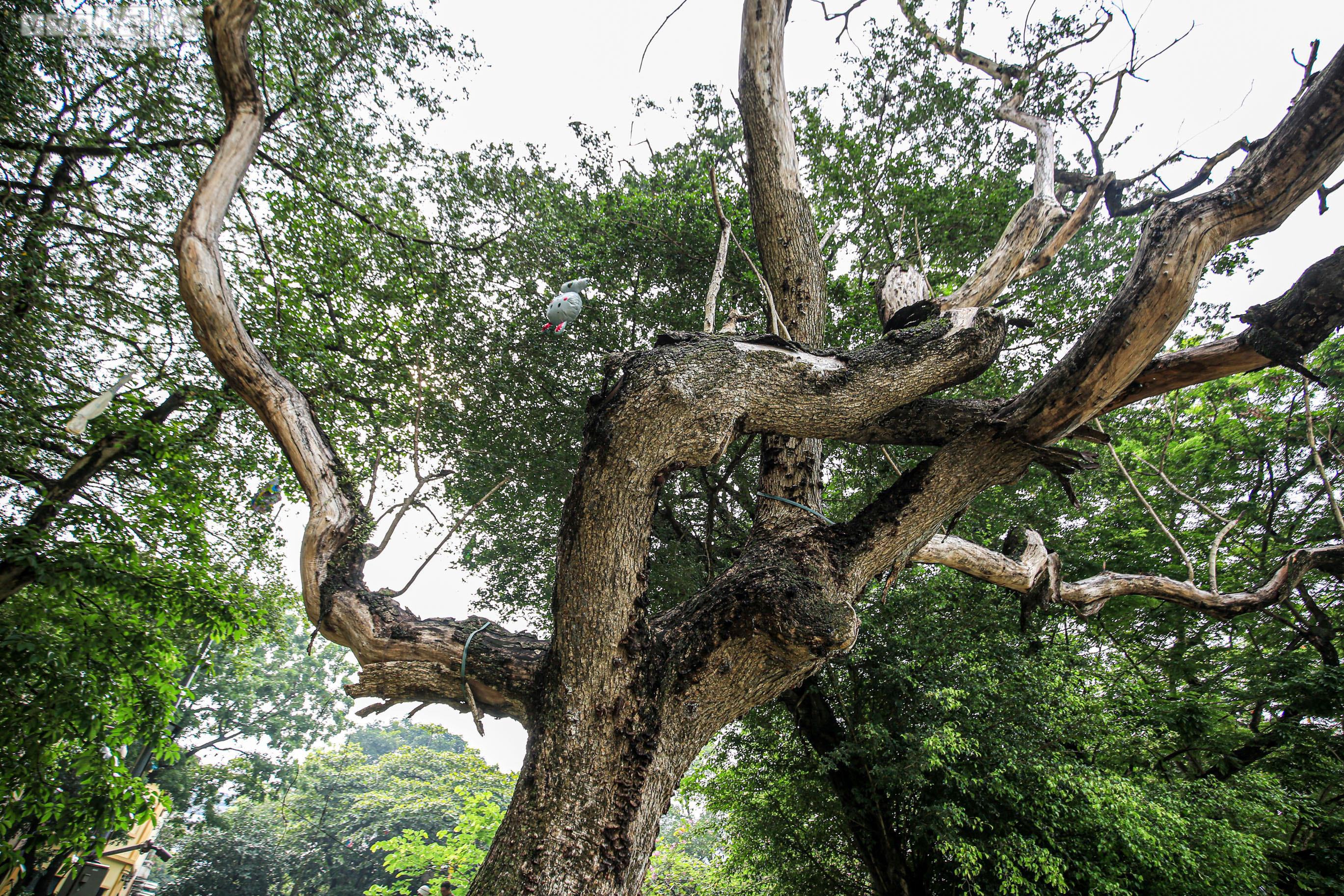 Công nhân chặt hạ 3 cây sưa quý chết khô bên Hồ Gươm - 5