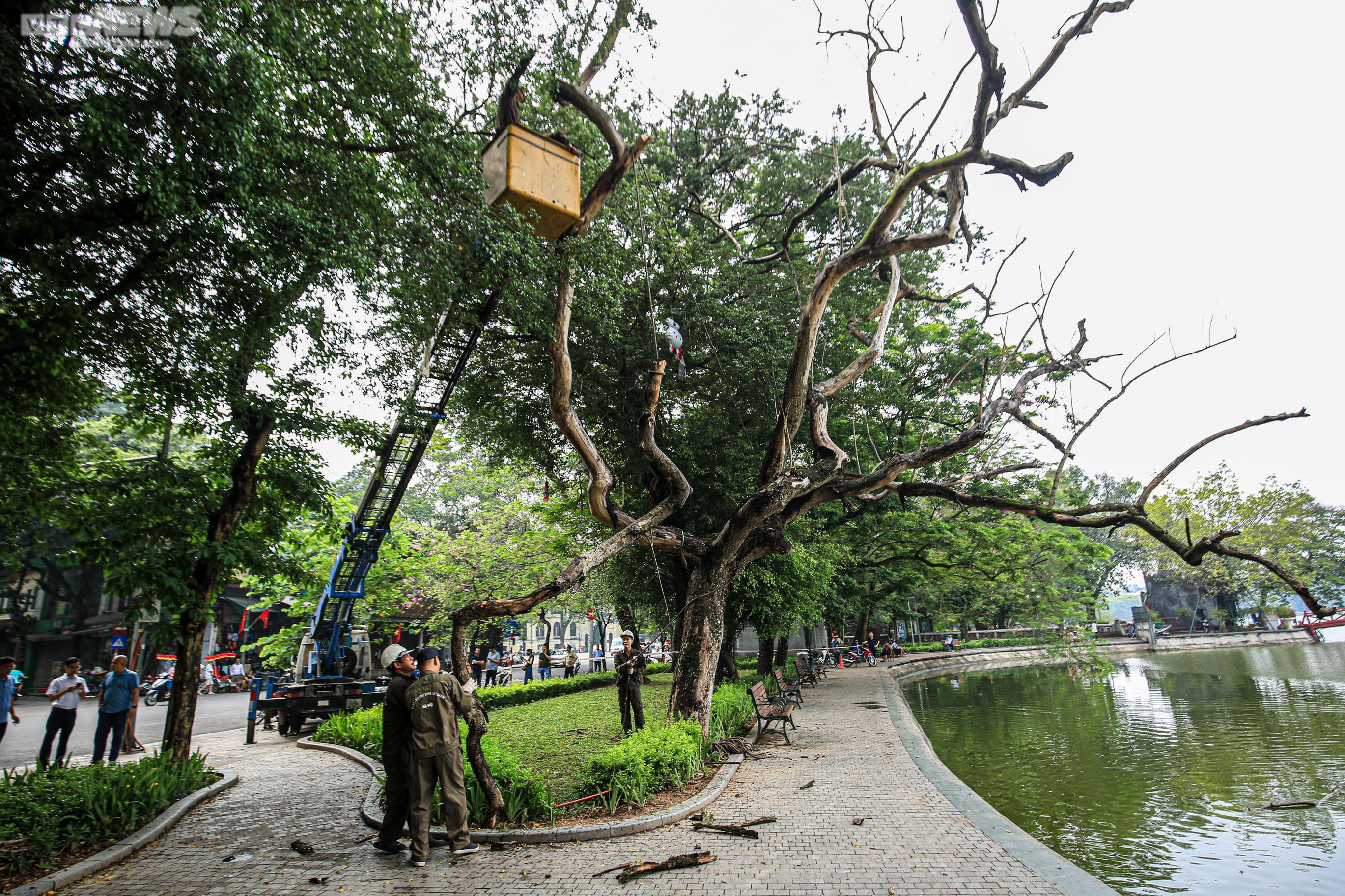 Công nhân chặt hạ 3 cây sưa quý chết khô bên Hồ Gươm - 1