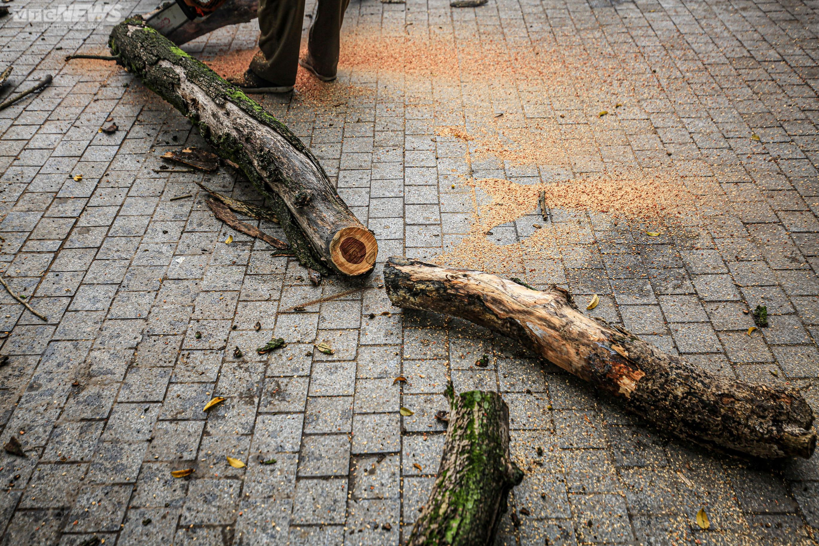 Công nhân chặt hạ 3 cây sưa quý chết khô bên Hồ Gươm - 11