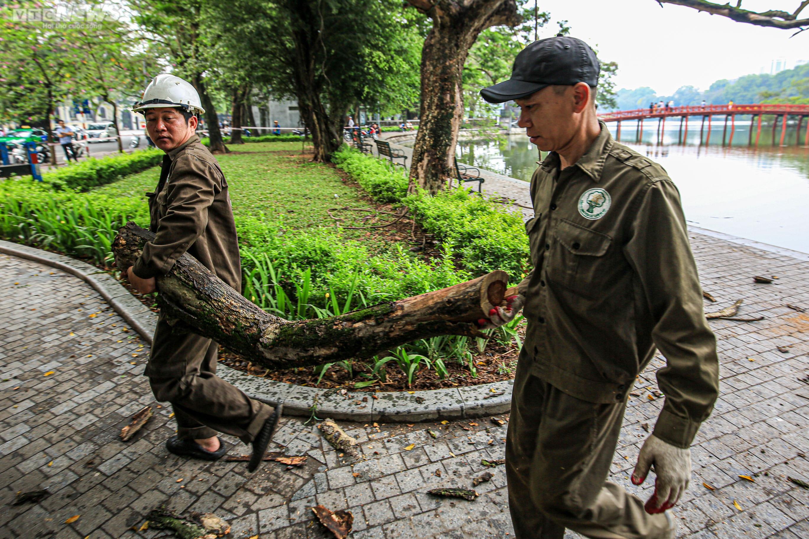 Công nhân chặt hạ 3 cây sưa quý chết khô bên Hồ Gươm - 7