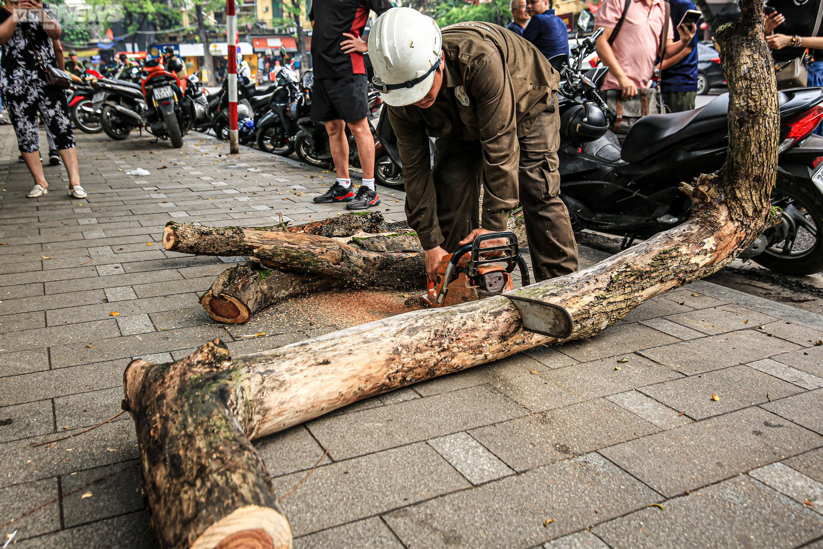 Công nhân chặt hạ 3 cây sưa quý chết khô bên Hồ Gươm - 8