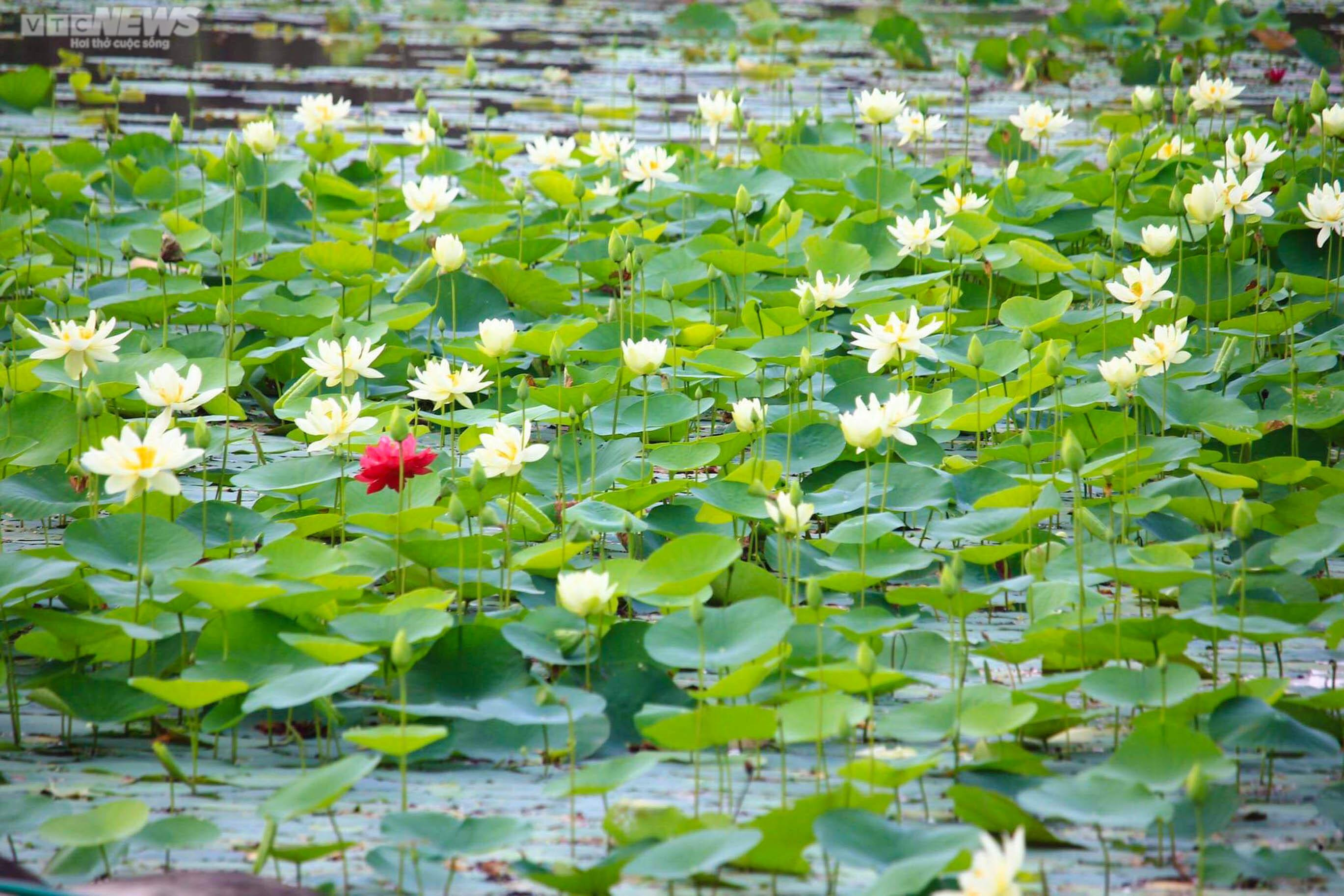 Ngắm cánh đồng sen đẹp hút hồn tại khuôn viên Học viện Nông nghiệp Việt Nam - 7