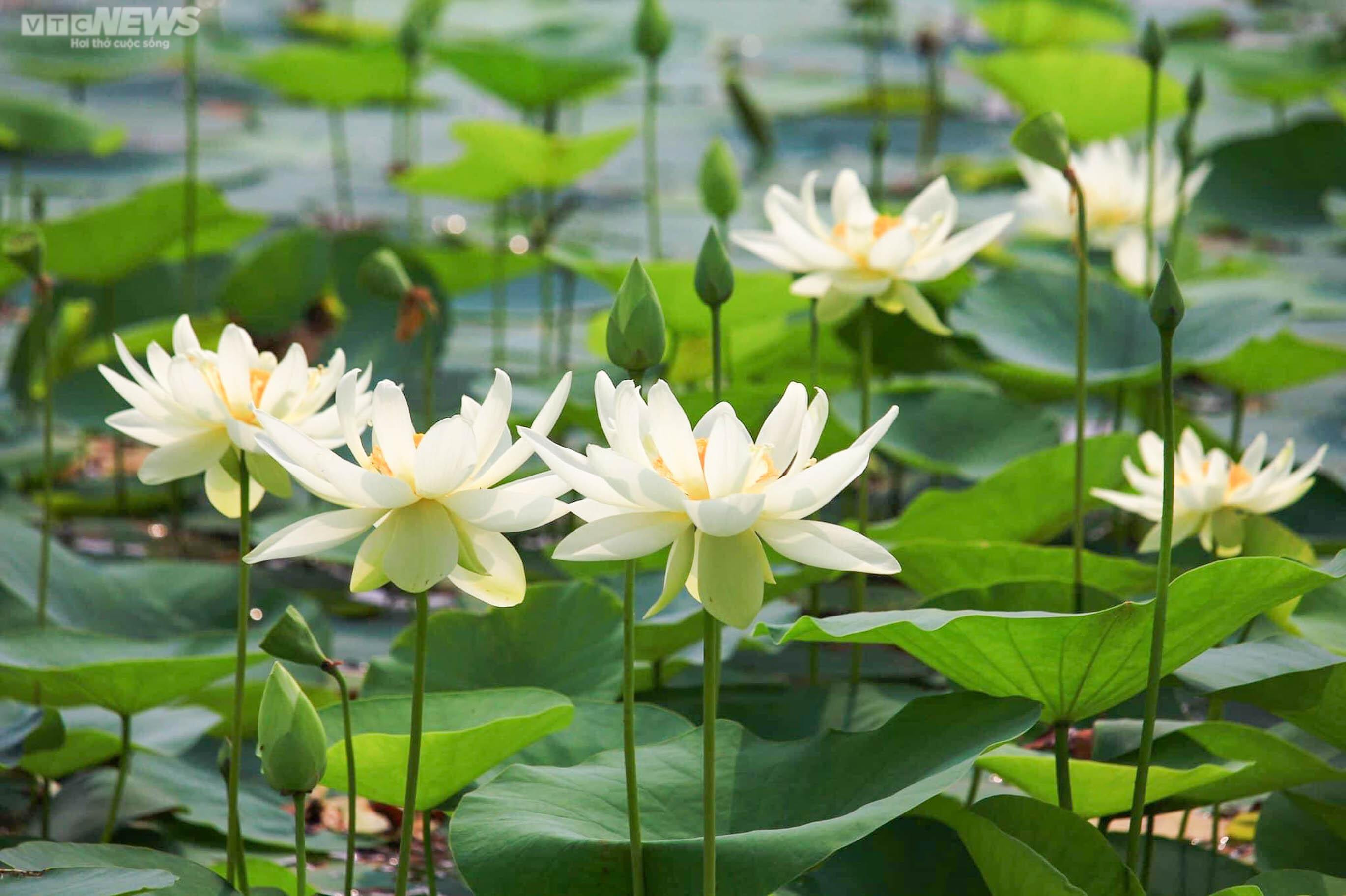 Ngắm cánh đồng sen đẹp hút hồn tại khuôn viên Học viện Nông nghiệp Việt Nam - 8