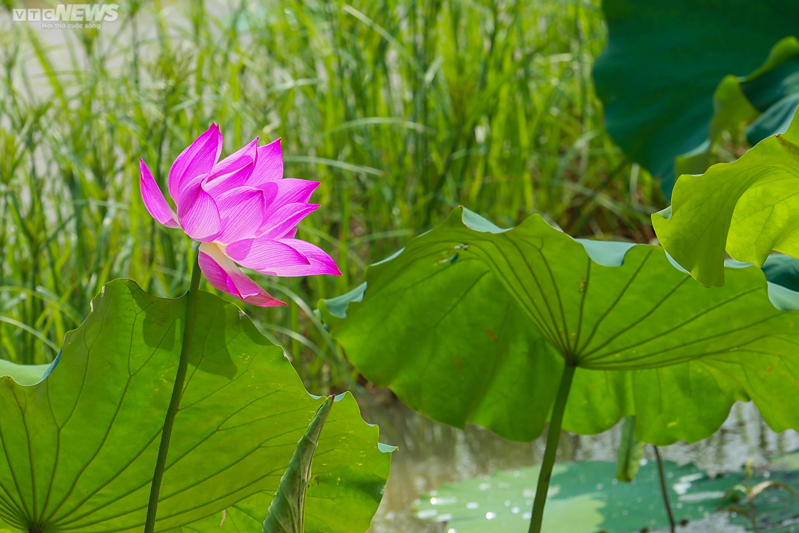 Ngắm cánh đồng sen đẹp hút hồn tại khuôn viên Học viện Nông nghiệp Việt Nam - 6