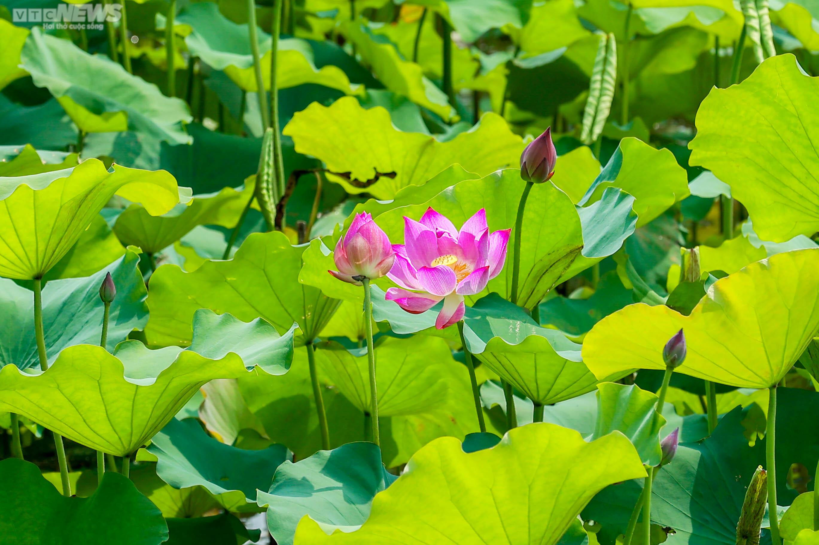 Ngắm cánh đồng sen đẹp hút hồn tại khuôn viên Học viện Nông nghiệp Việt Nam - 4