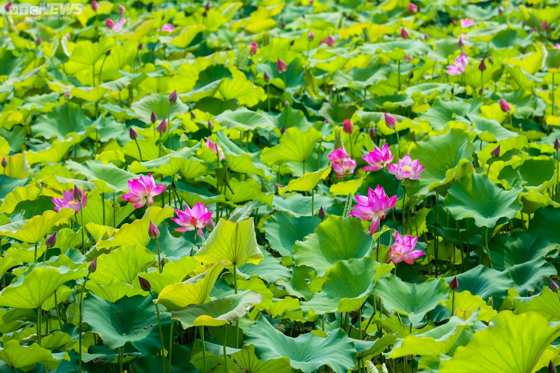 Ngắm cánh đồng sen đẹp hút hồn tại khuôn viên Học viện Nông nghiệp Việt Nam - 5