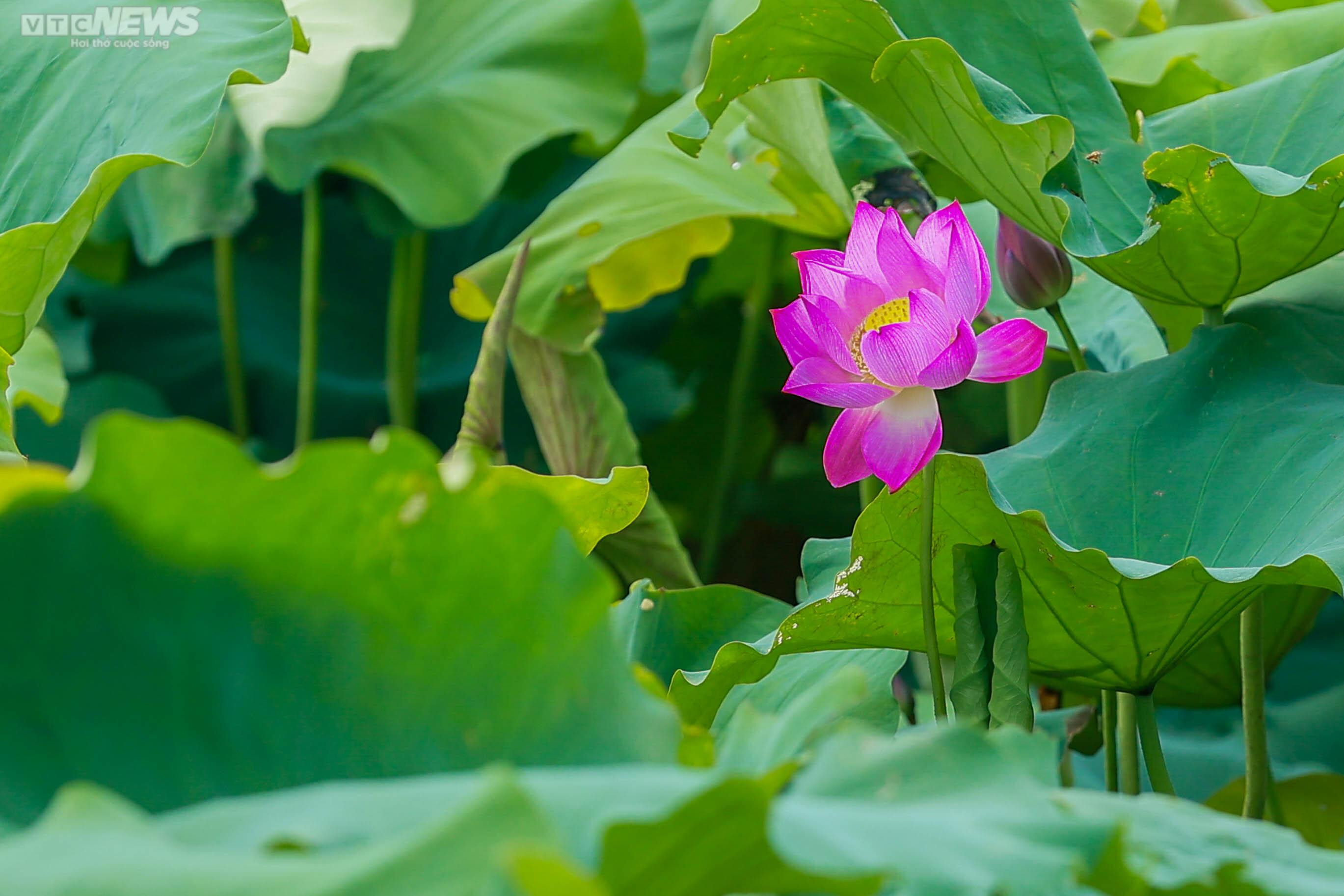 Ngắm cánh đồng sen đẹp hút hồn tại khuôn viên Học viện Nông nghiệp Việt Nam - 3