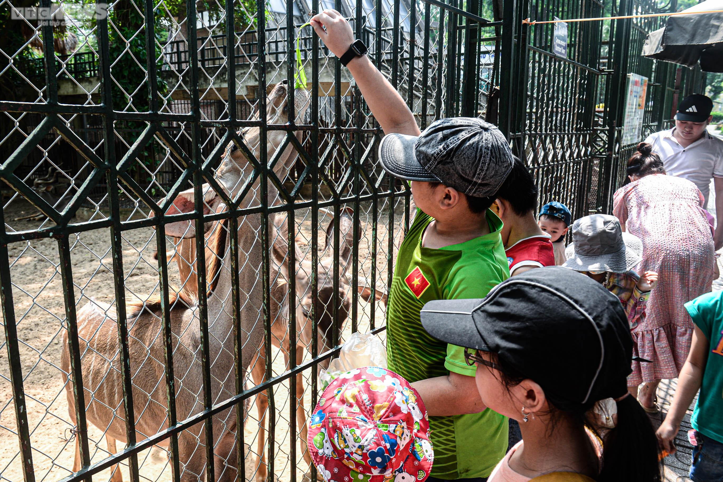 Mặc nắng nóng, phụ huynh tấp nập đưa con đến vườn thú vui chơi dịp 1/6 - 7