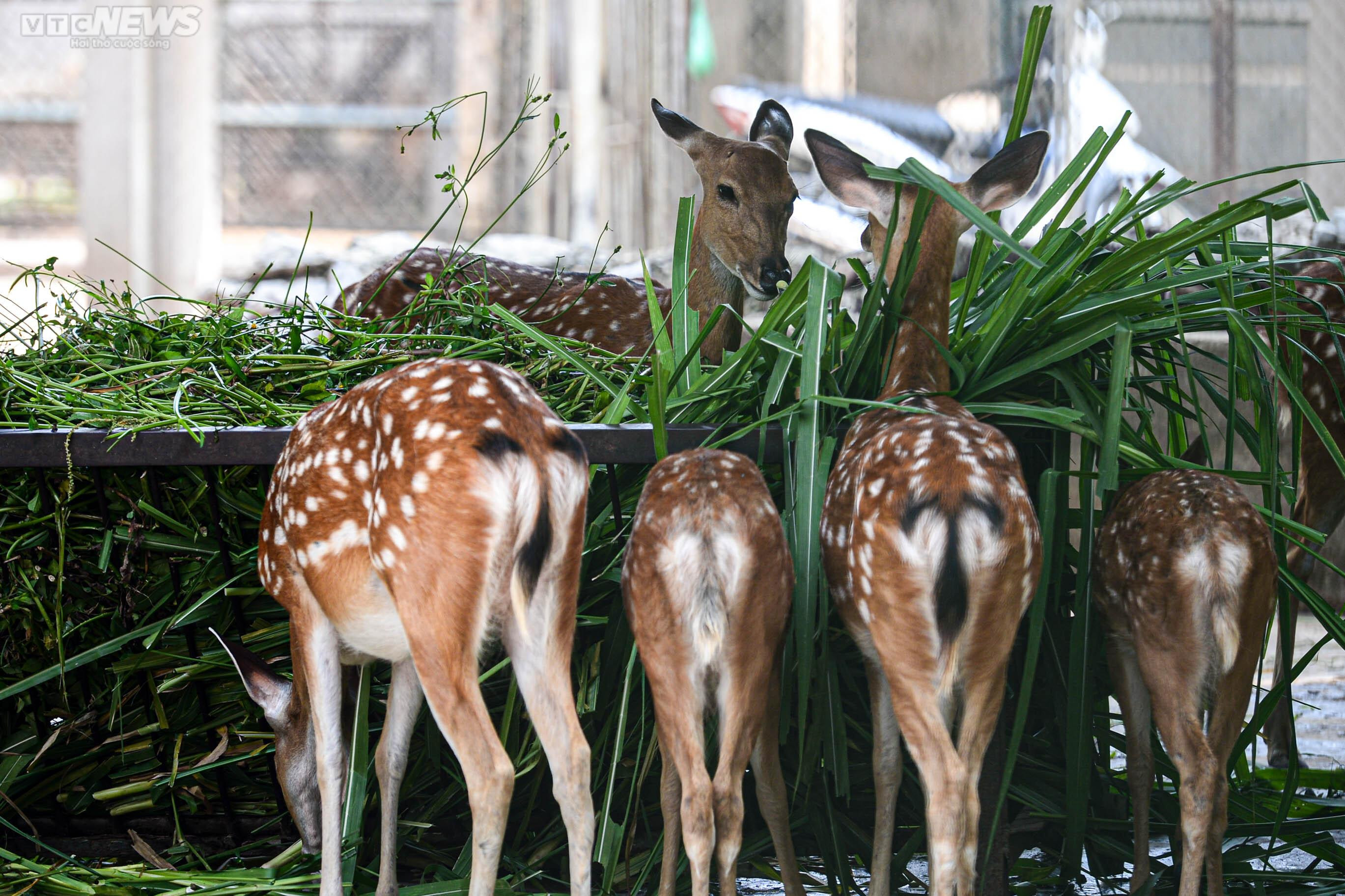 Mặc nắng nóng, phụ huynh tấp nập đưa con đến vườn thú vui chơi dịp 1/6 - 11