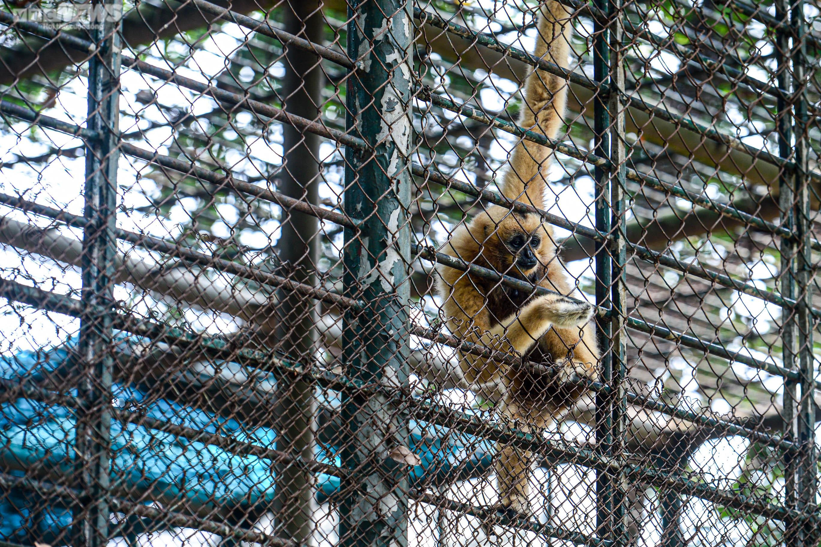 Mặc nắng nóng, phụ huynh tấp nập đưa con đến vườn thú vui chơi dịp 1/6 - 9