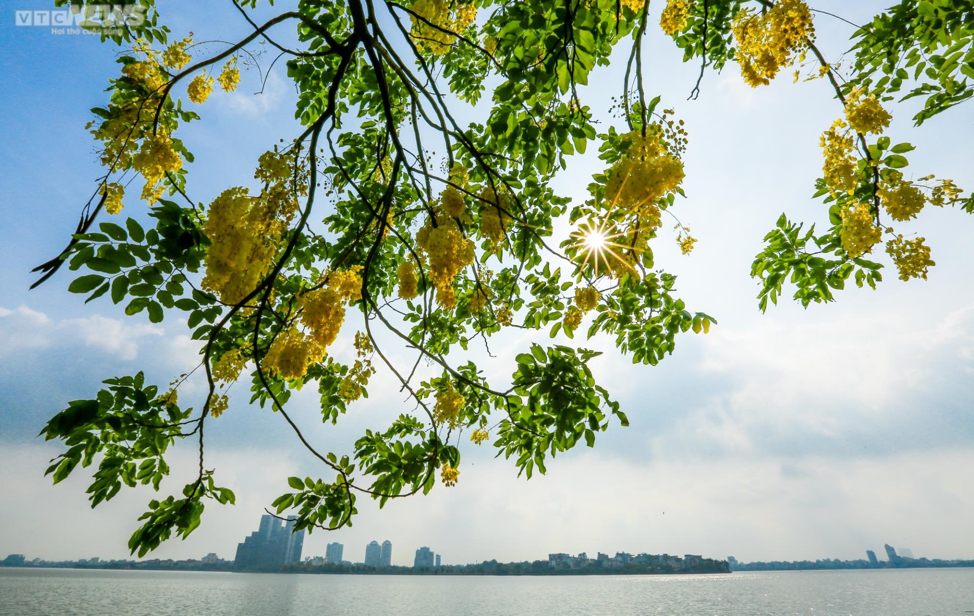 Muồng hoàng yến nhuộm vàng Thủ đô - 2